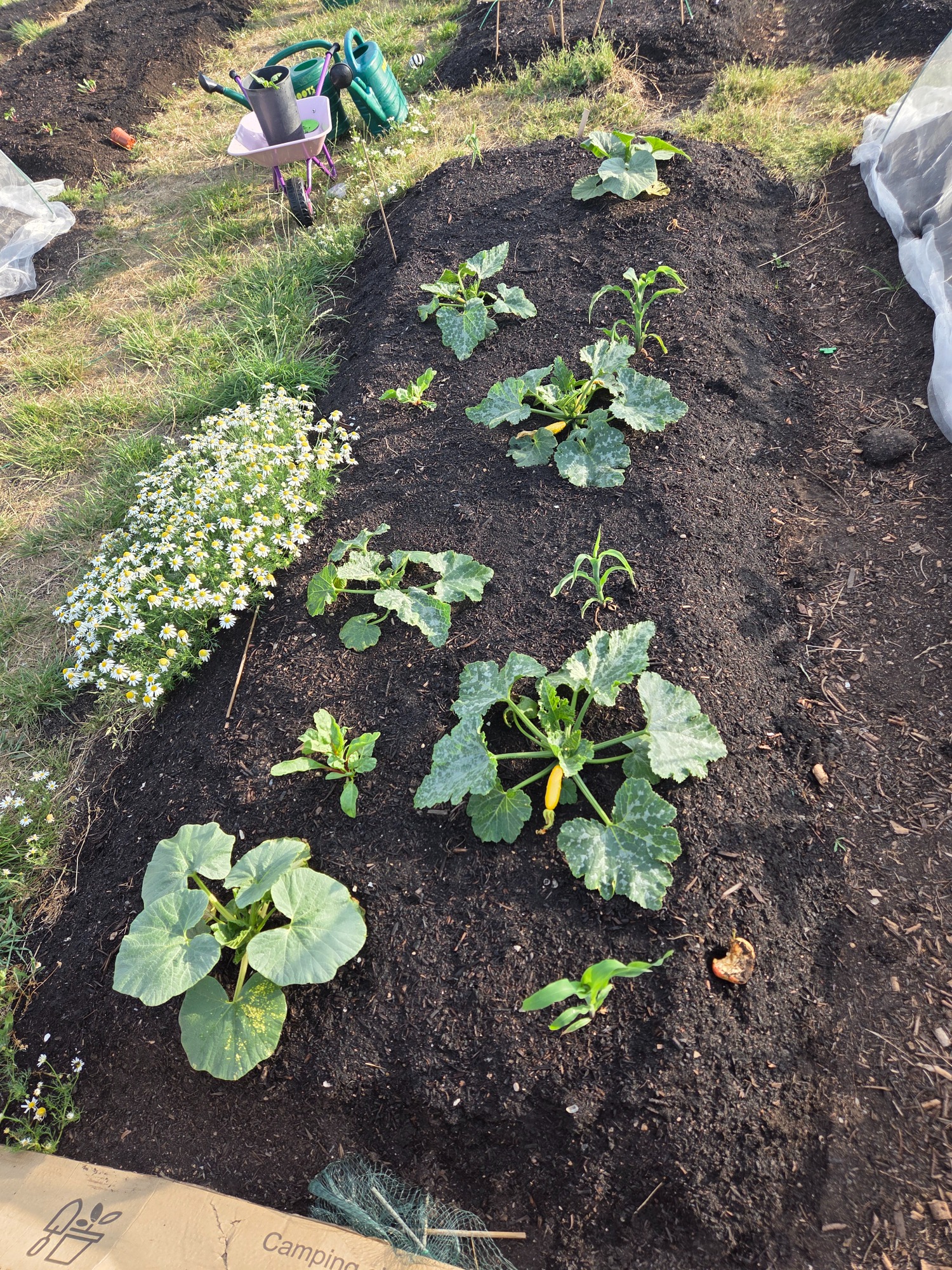 Rows of green squash plants growing in soil, surrounded by smaller green plants.