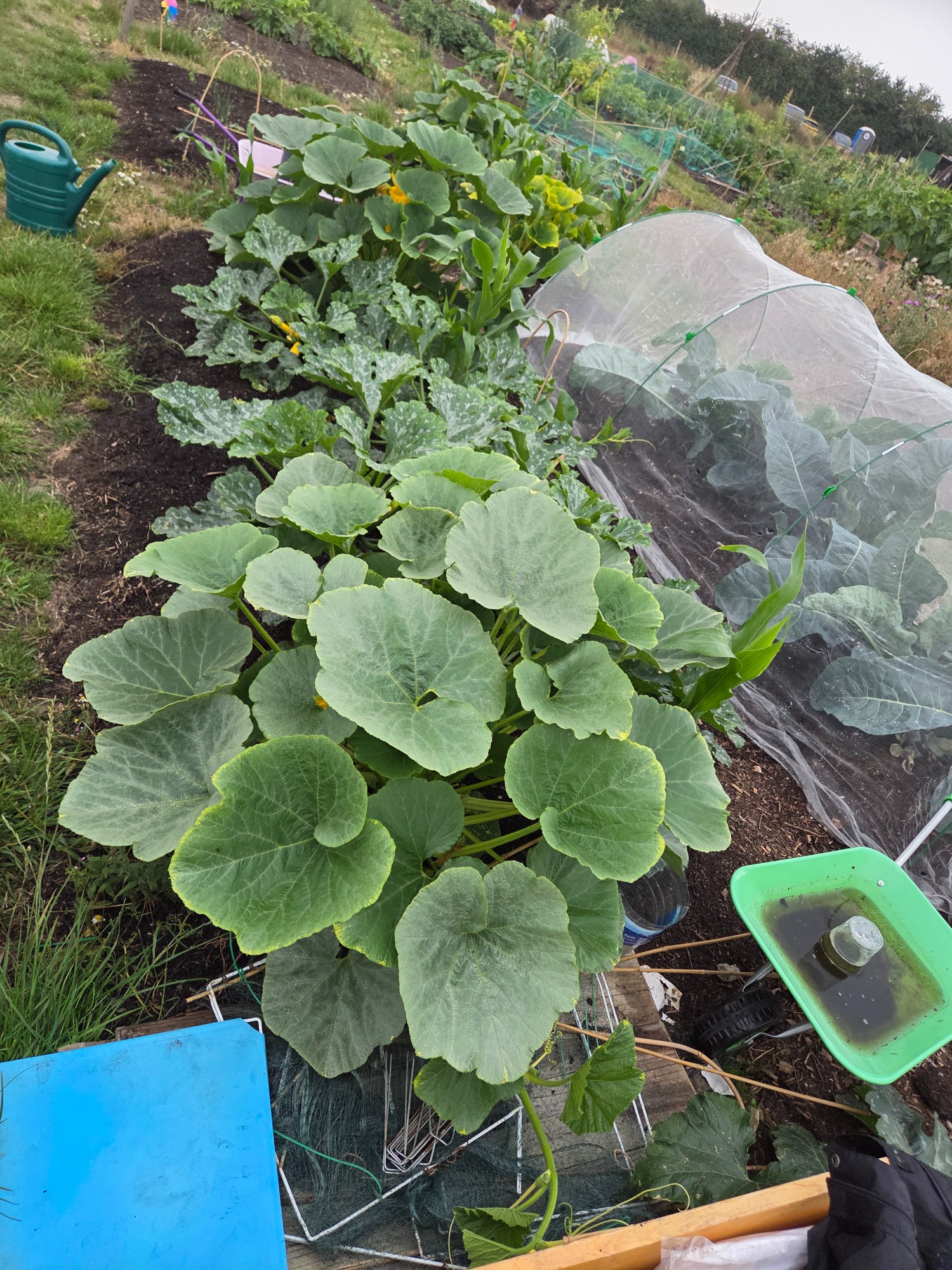 Lush green pumpkin plants growing in a garden with a small greenhouse nearby.