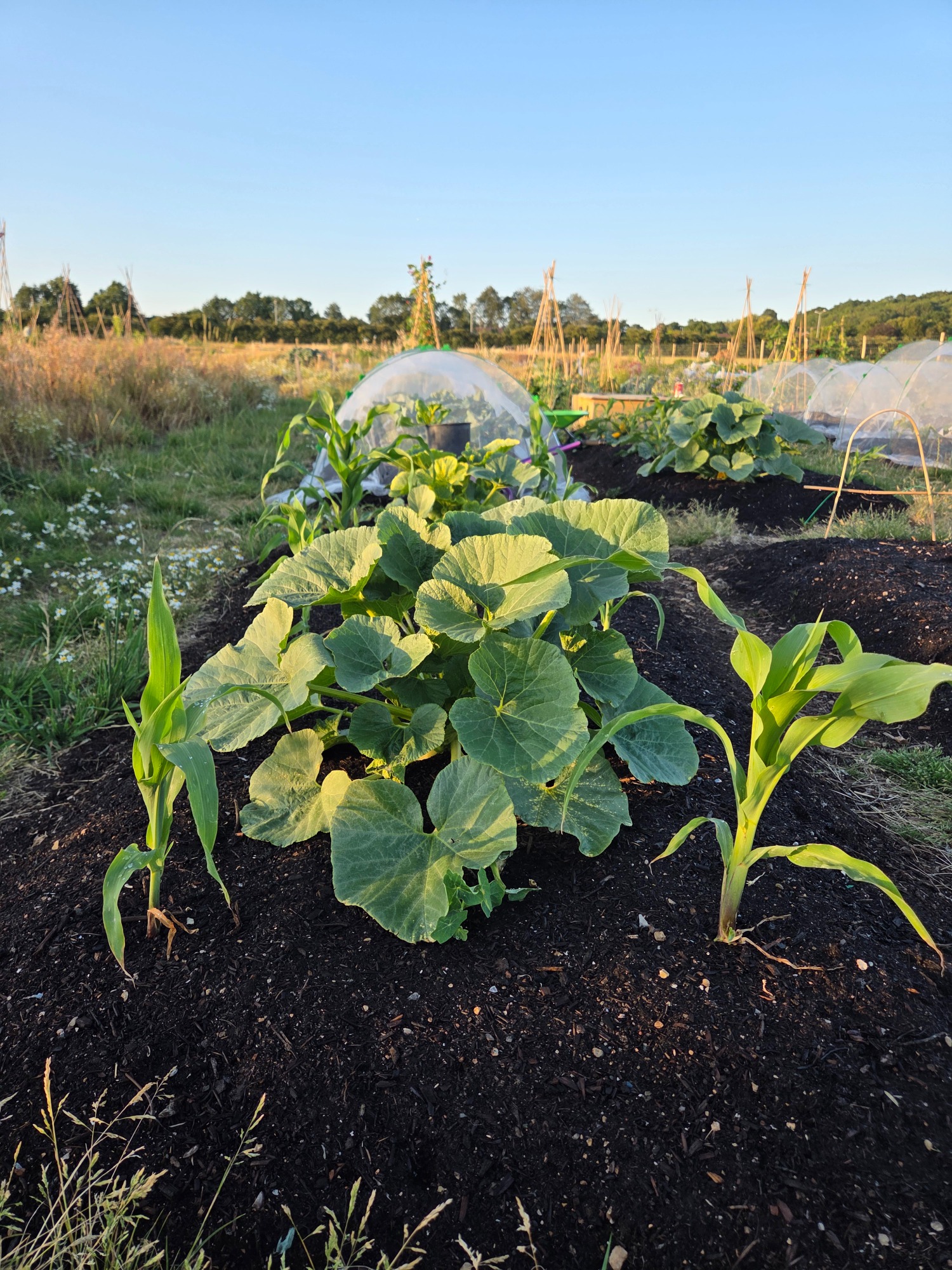 Lush green plants growing in a garden field under a clear blue sky.
