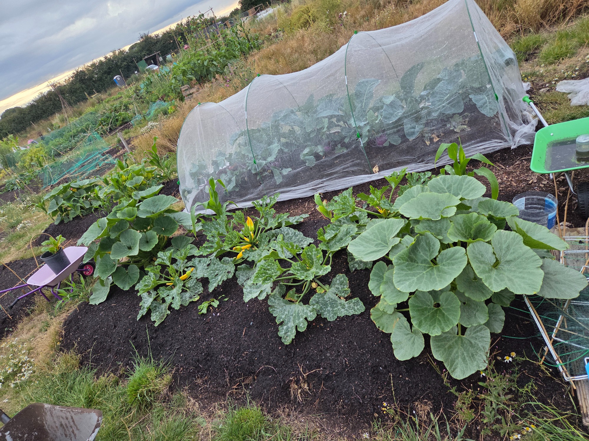 Lush vegetable garden with green plants and protective netting in a field setting.