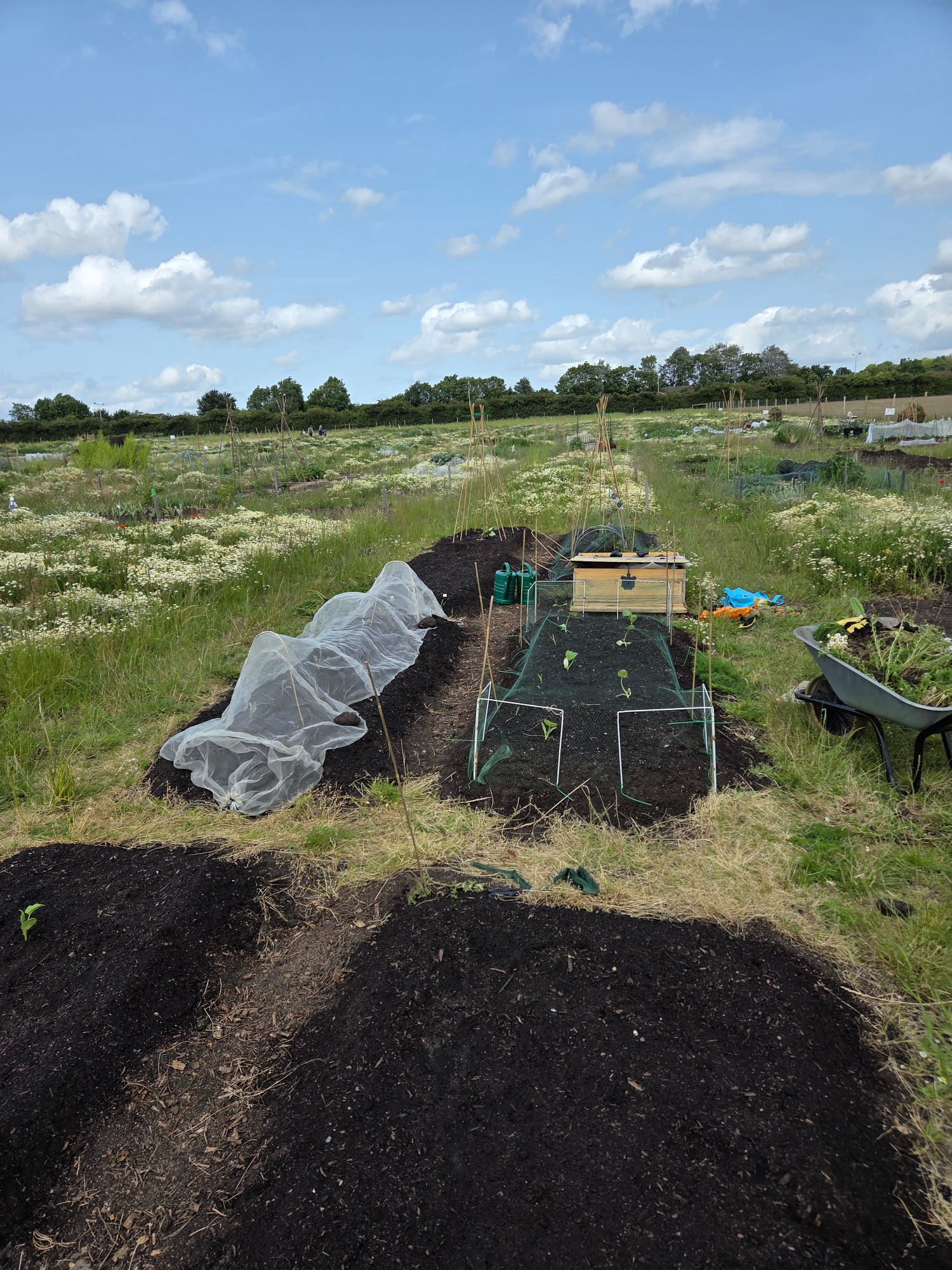 Vegetable garden with neatly arranged plots and protective mesh covers under a blue sky.