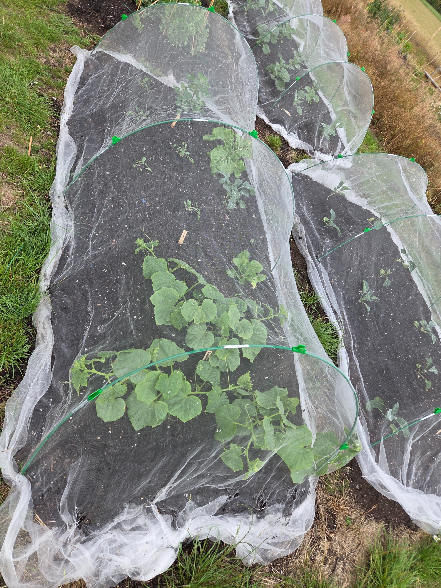 Vegetable plants covered with protective netting in a garden bed.