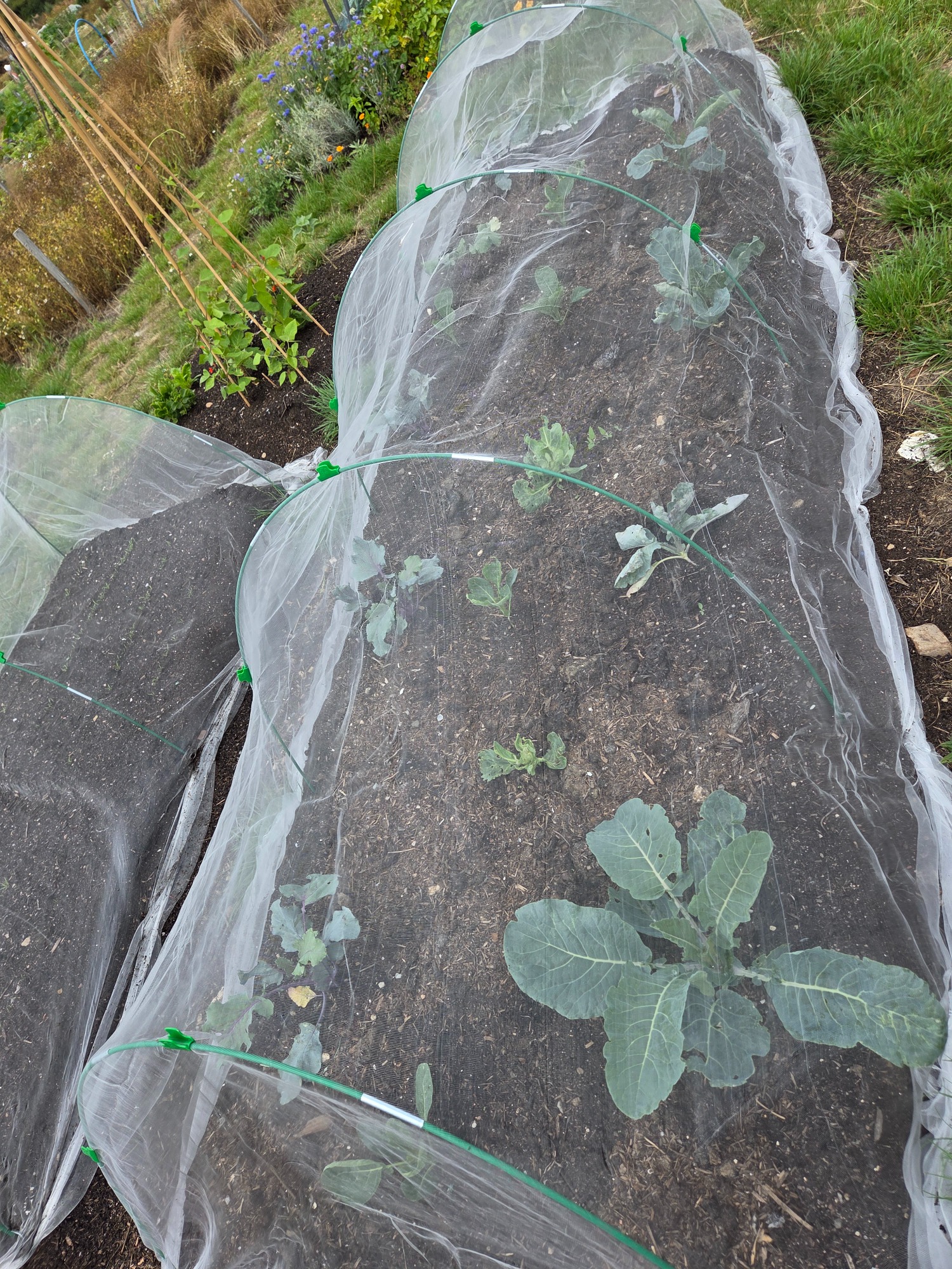 Vegetable garden beds covered with protective netting.