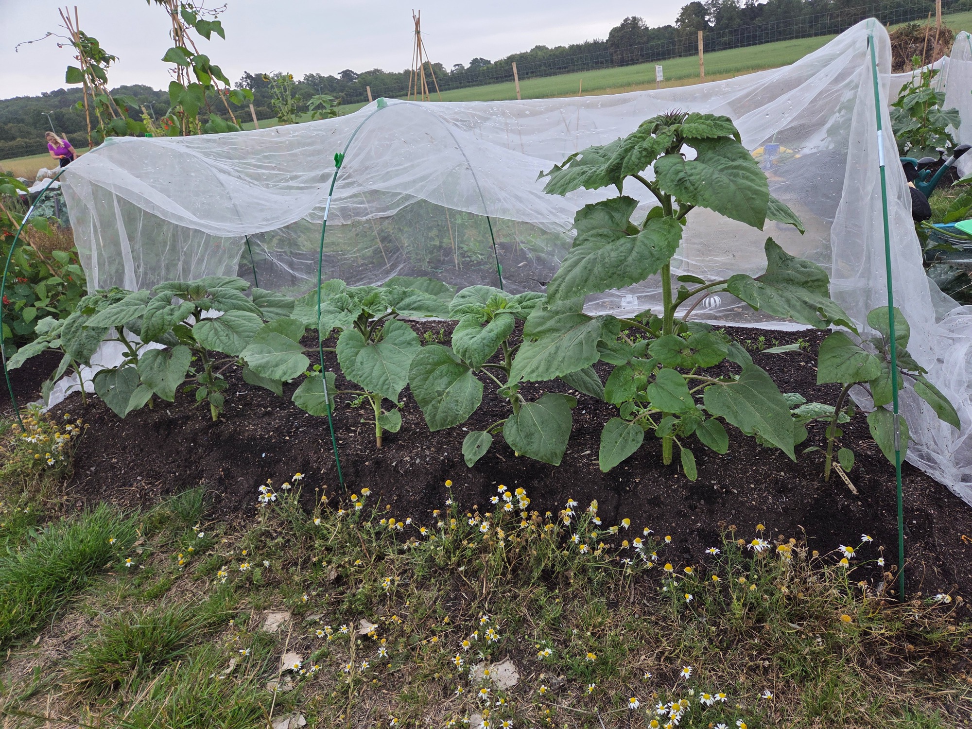 Young plants covered with nets for protection, growing in a garden plot.