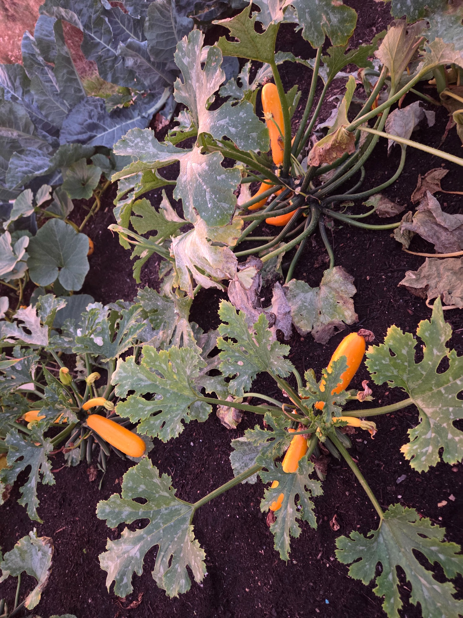 Yellow squash growing among green leaves in a garden bed.