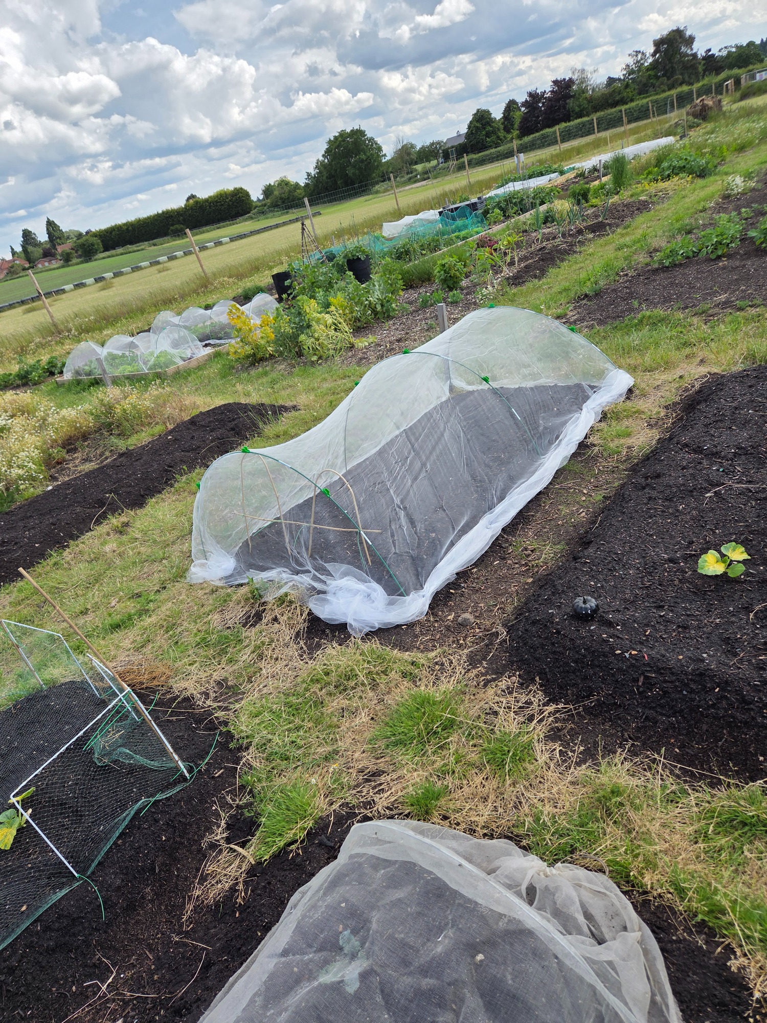 Vegetable garden with netted plant covers and freshly prepared soil beds.