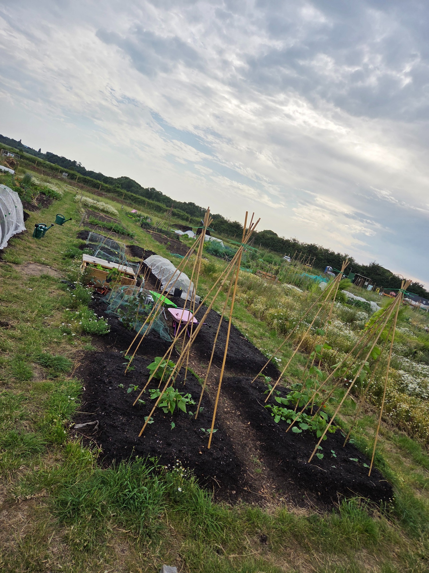 Vegetable garden with planted rows, trellises, and cloudy sky in the background.