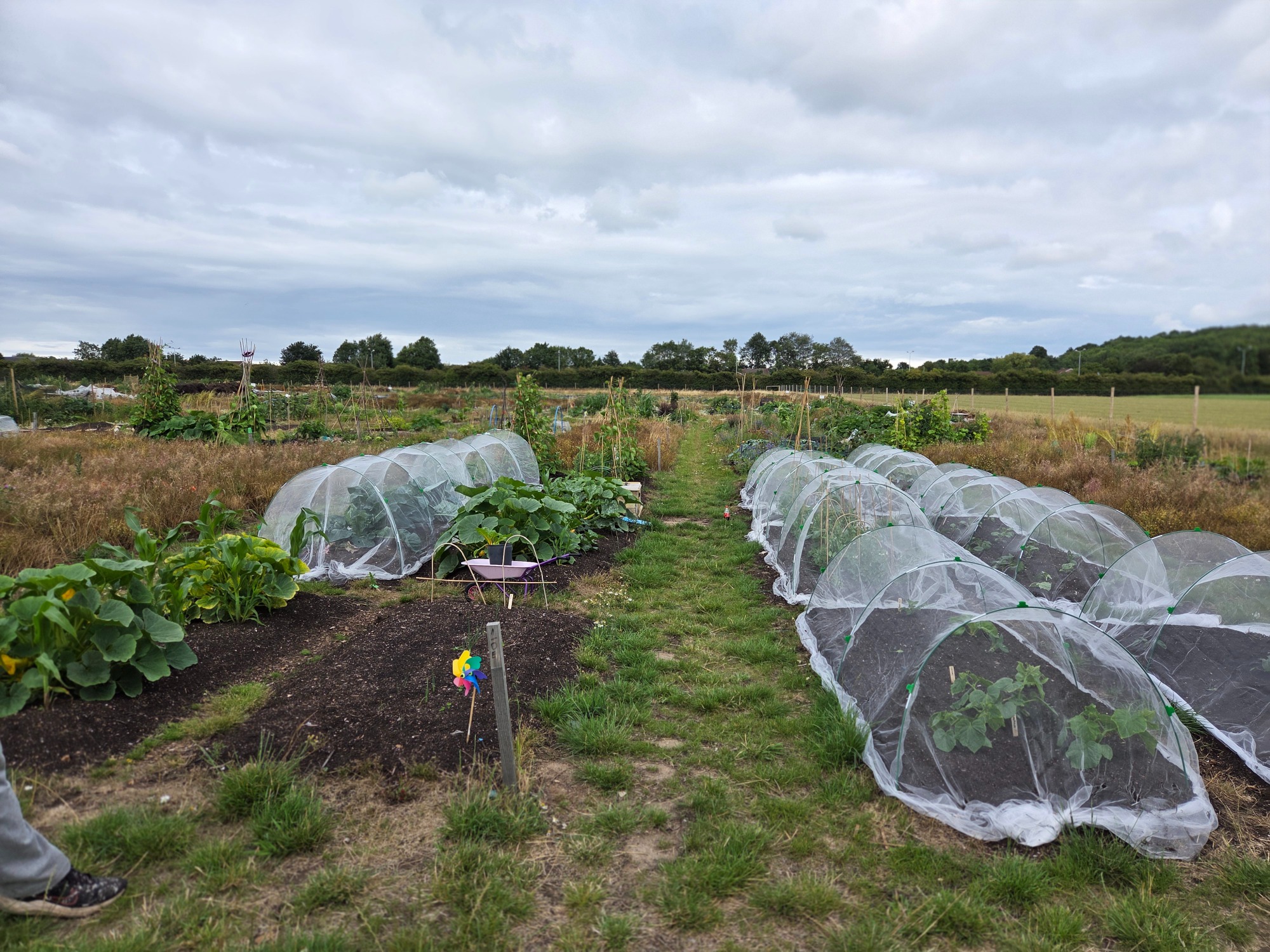 A vegetable garden with rows covered by protective nets and a rainbow flag marker.
