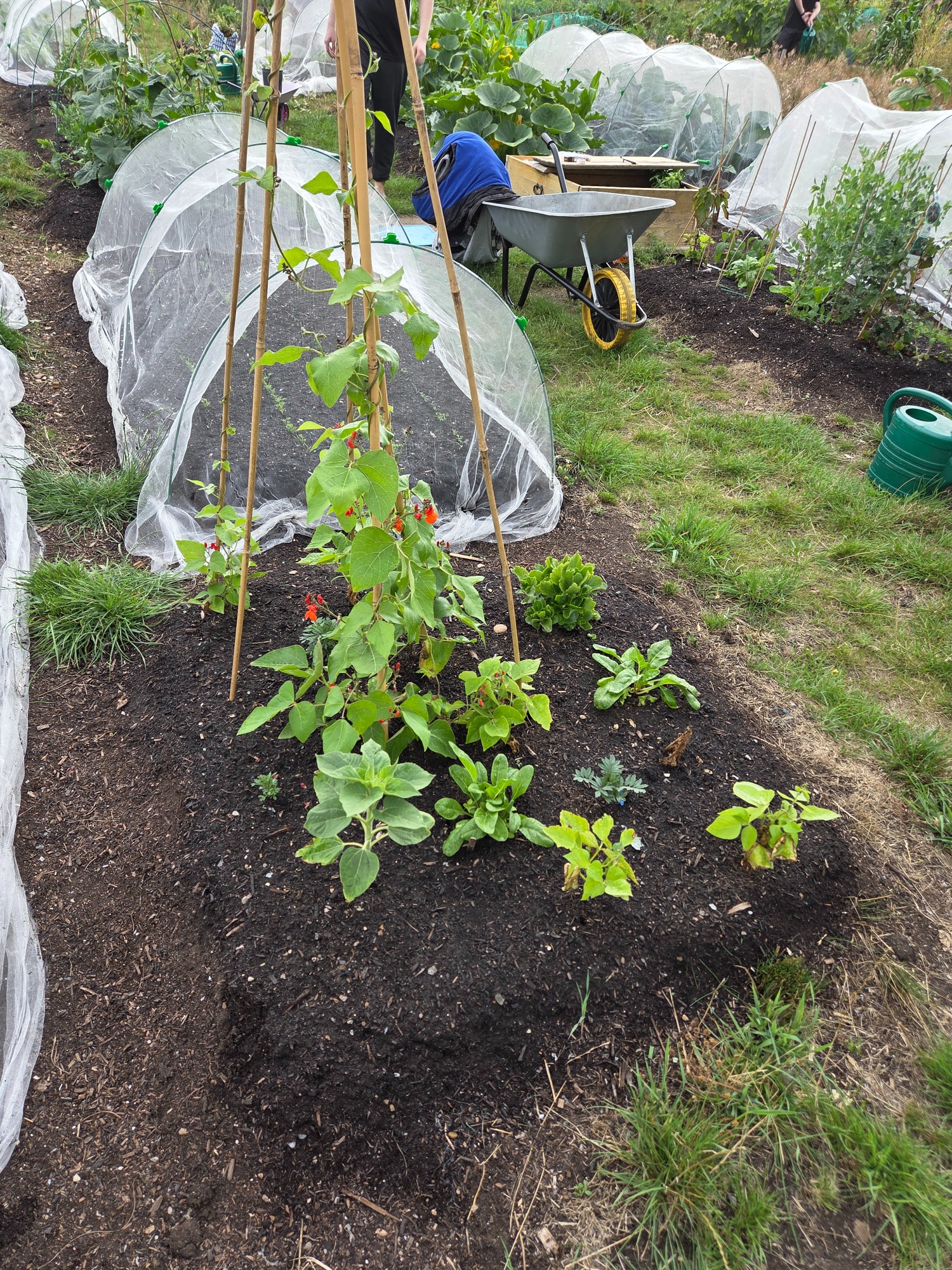 Vegetable garden plot with a variety of plants and protective netting.