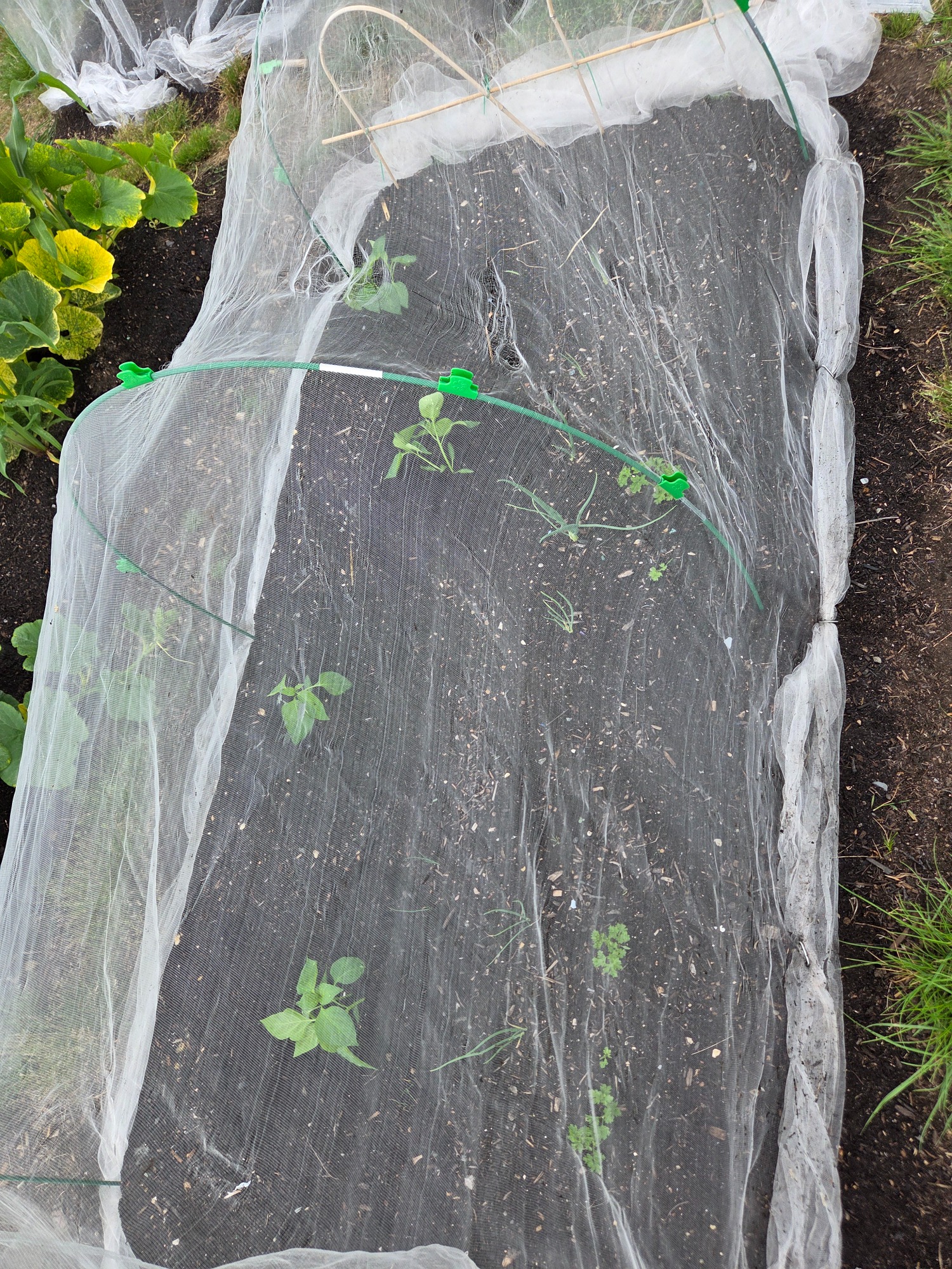 Young plants covered with protective netting in a garden bed.