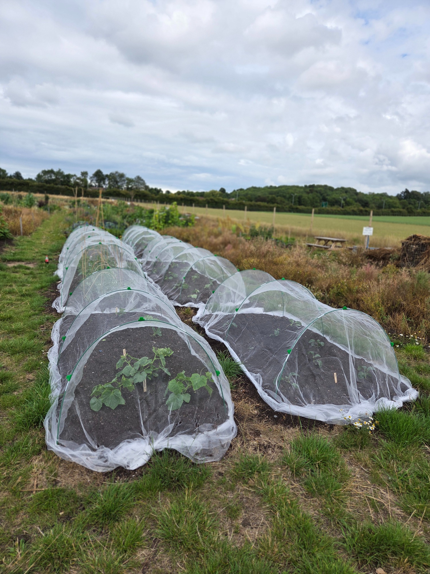 Garden beds covered with insect netting, surrounded by grass and fields.