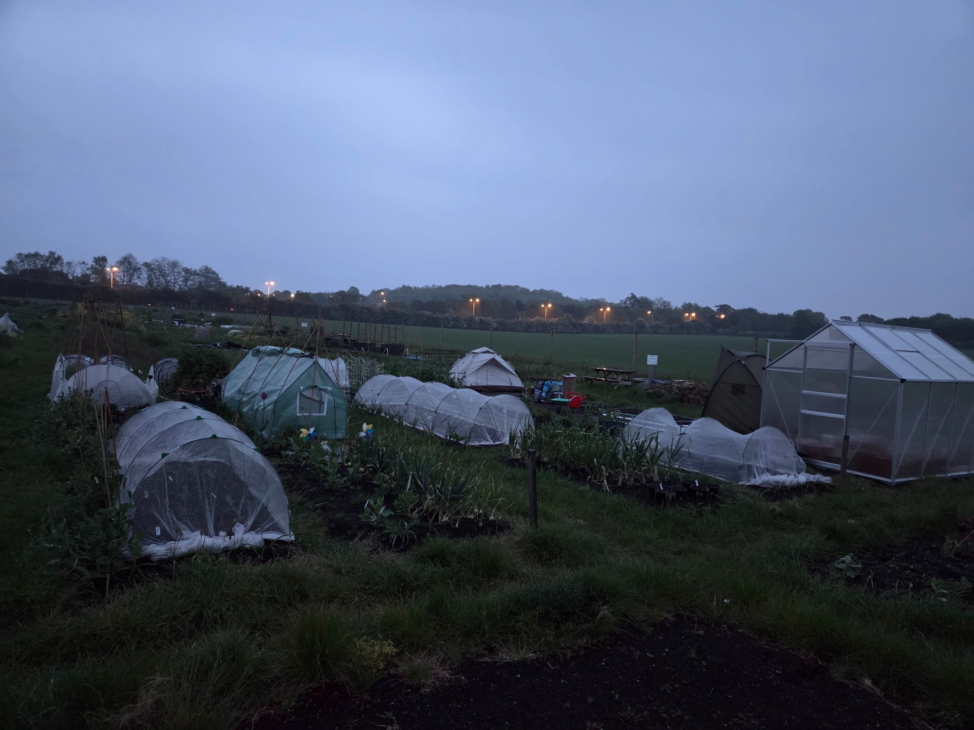 Ruddington Allotment Allotment scene at dusk with greenhouses and covered crops under a grey sky.