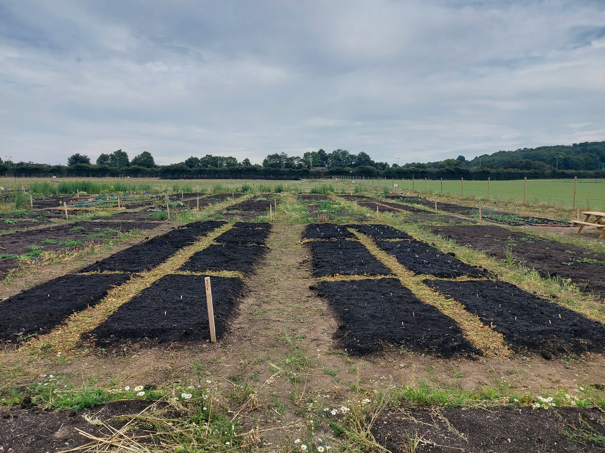 Rows of freshly prepared soil plots in a field under an overcast sky.