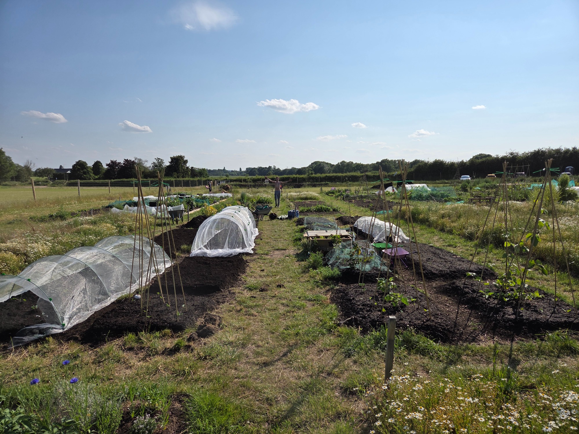 Allotment with rows of crops and protective covers under a clear blue sky.