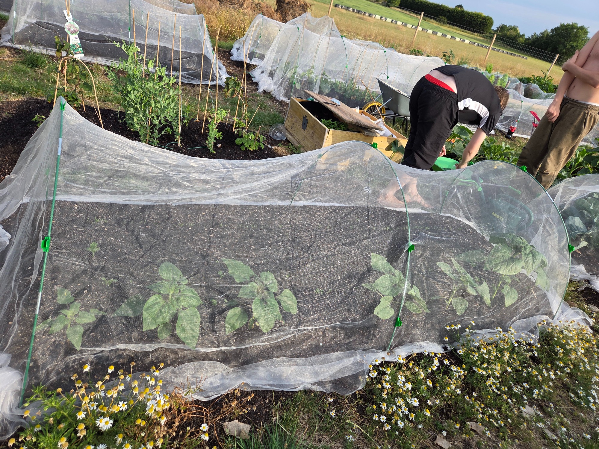 A person tending to young plants covered with protective netting in a garden.