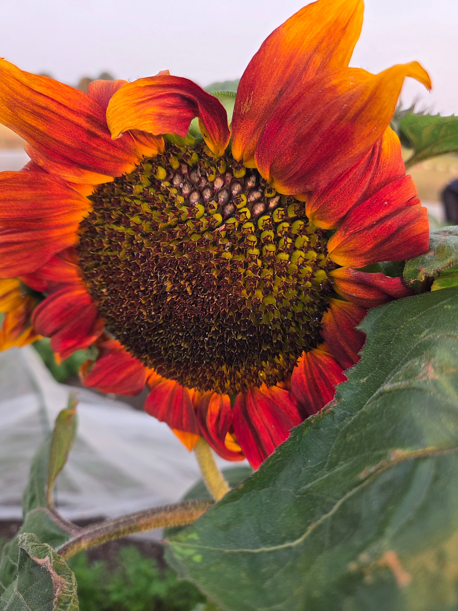 A close-up of a vibrant sunflower with orange and yellow petals.