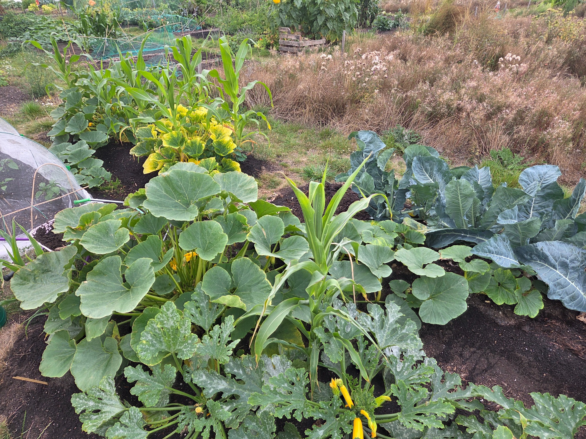 Lush vegetable garden with squash, corn, and leafy greens growing.