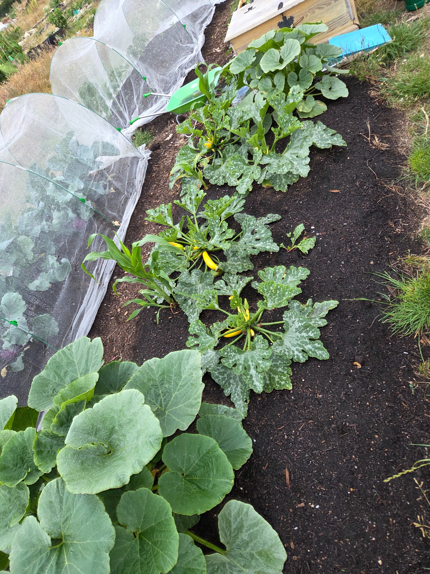 Row of green plants with yellow flowers in a garden, with a squash plant on the side.