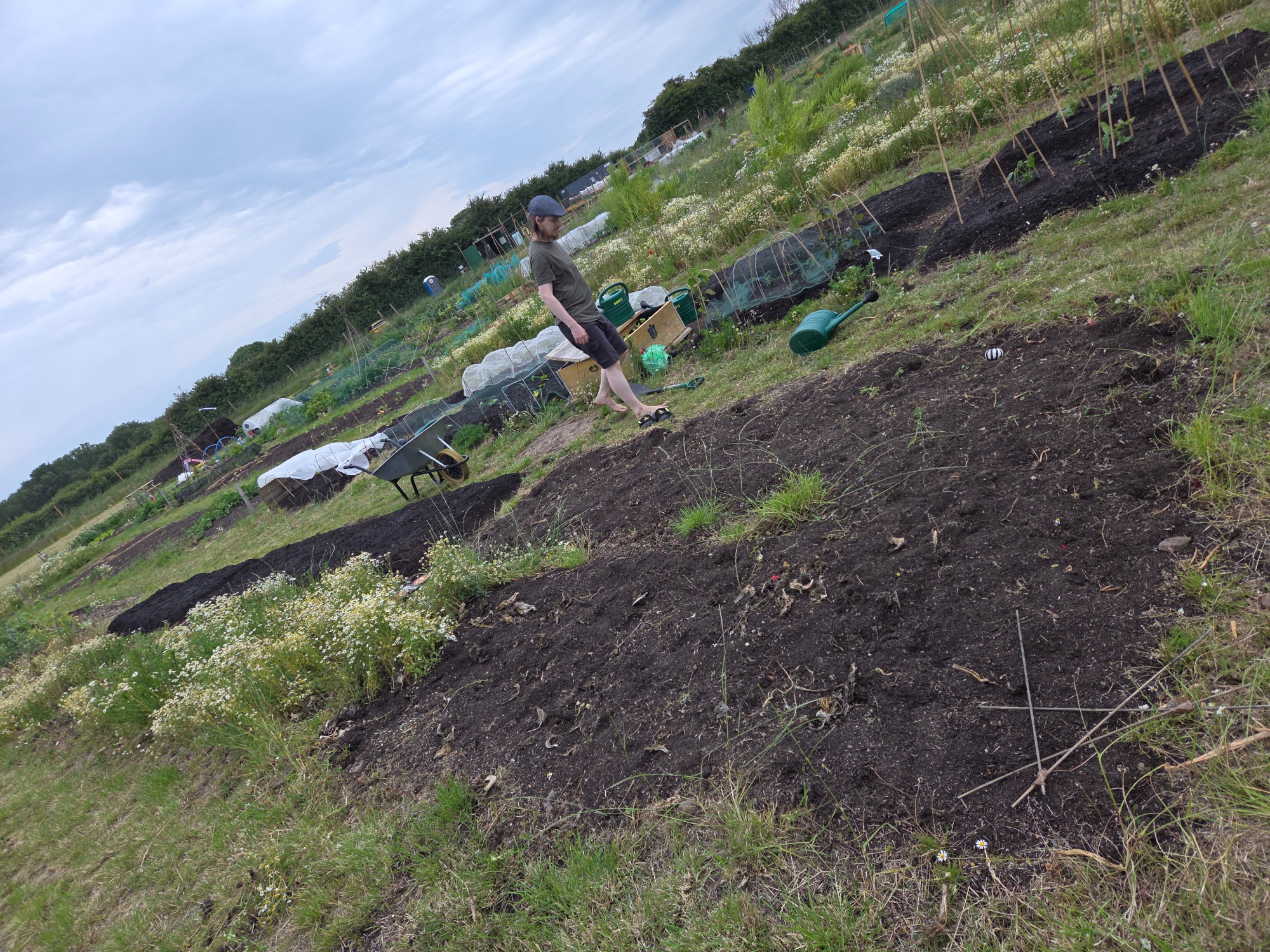 A person tending to a cultivated plot of land with scattered greenery in the background.
