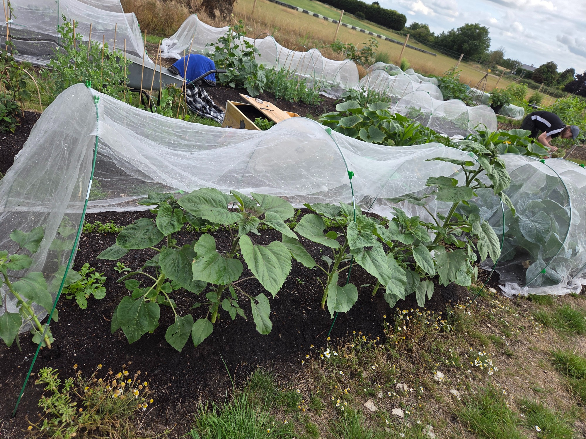 Vegetable garden with netting over plants, protecting them from pests.