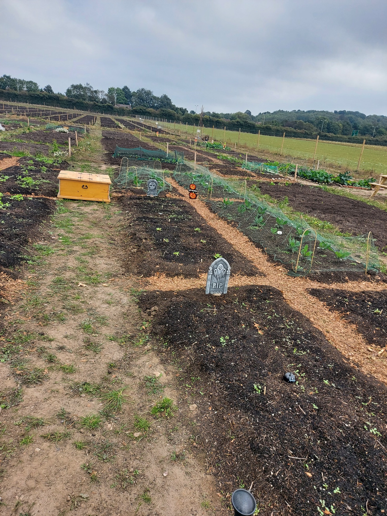 A cultivated field with rows of plants and garden beds under a cloudy sky.