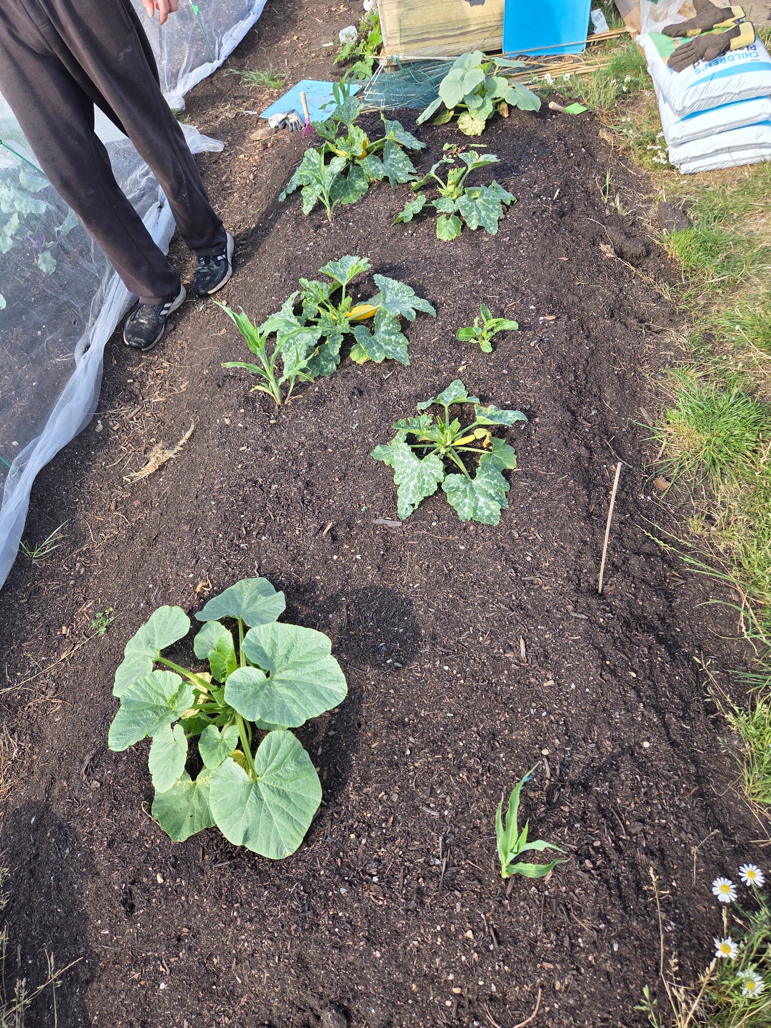 Vegetable garden bed with newly planted courgette plants and surrounding soil.
