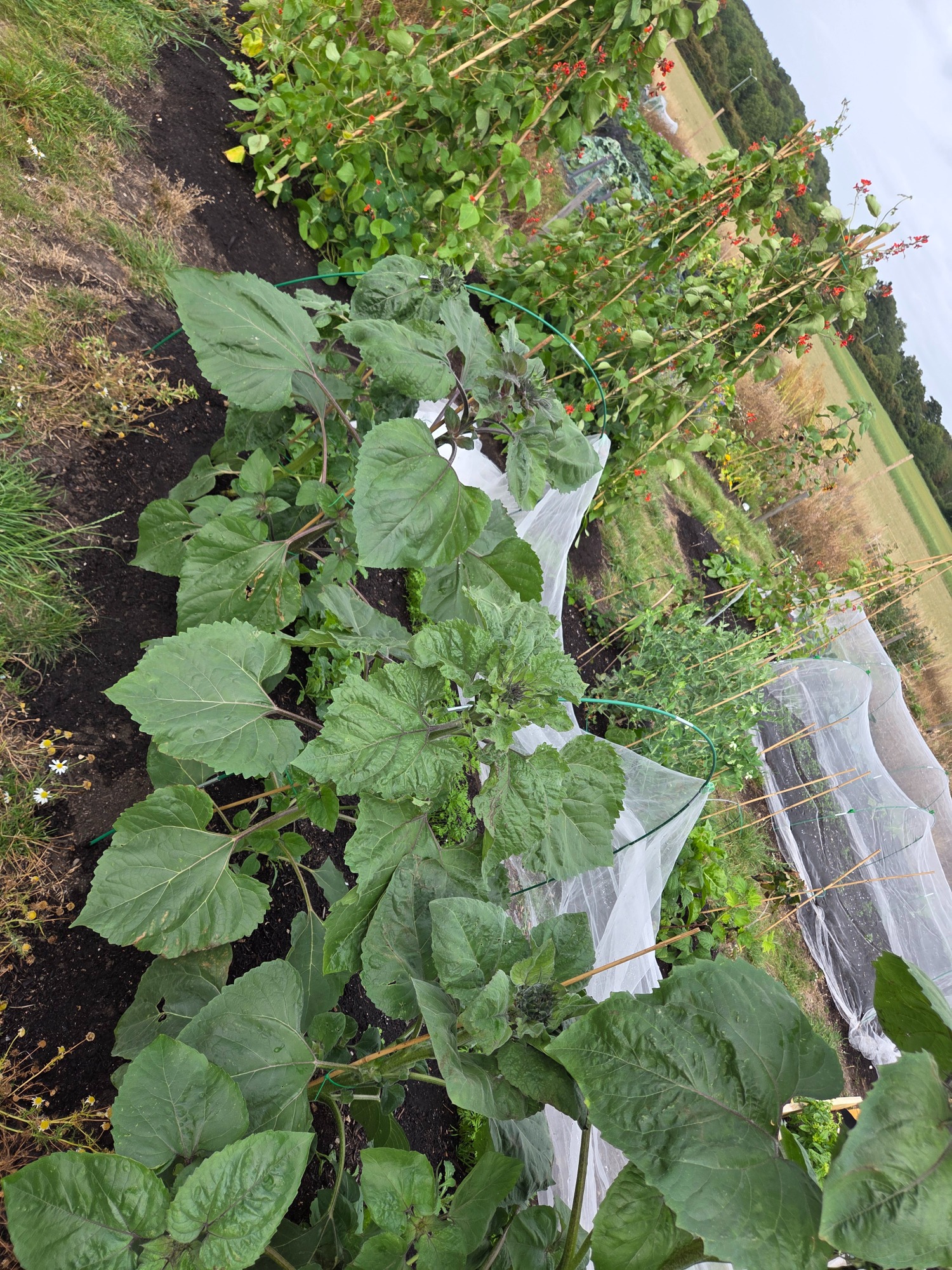 Row of large green plants growing in a garden with netting and a rural background.