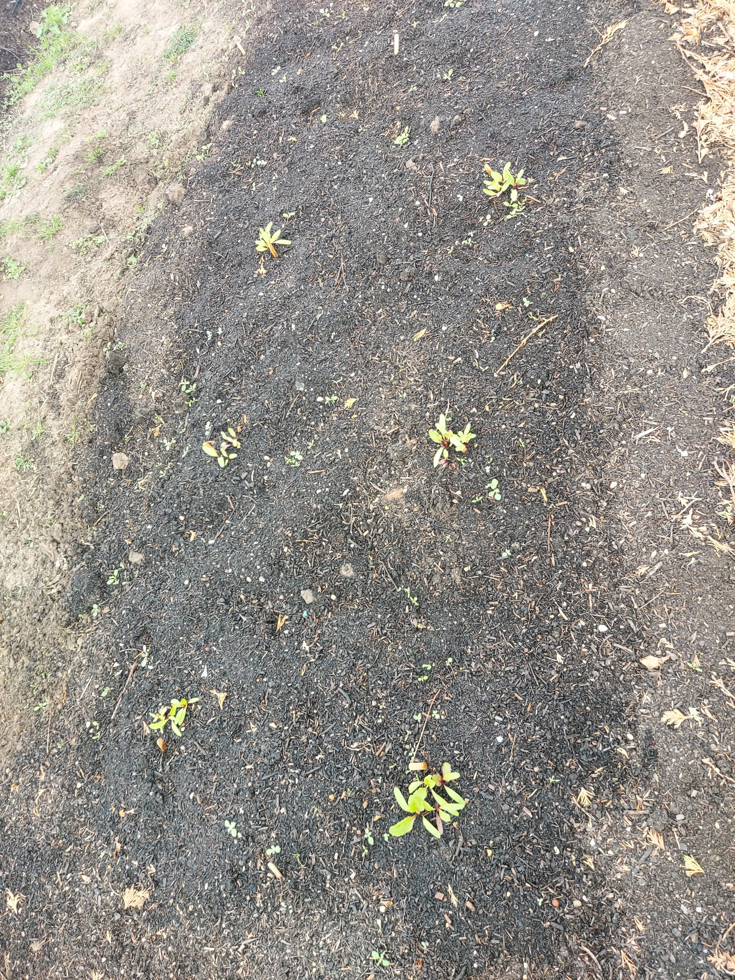 Row of young green seedlings emerging from dark soil.