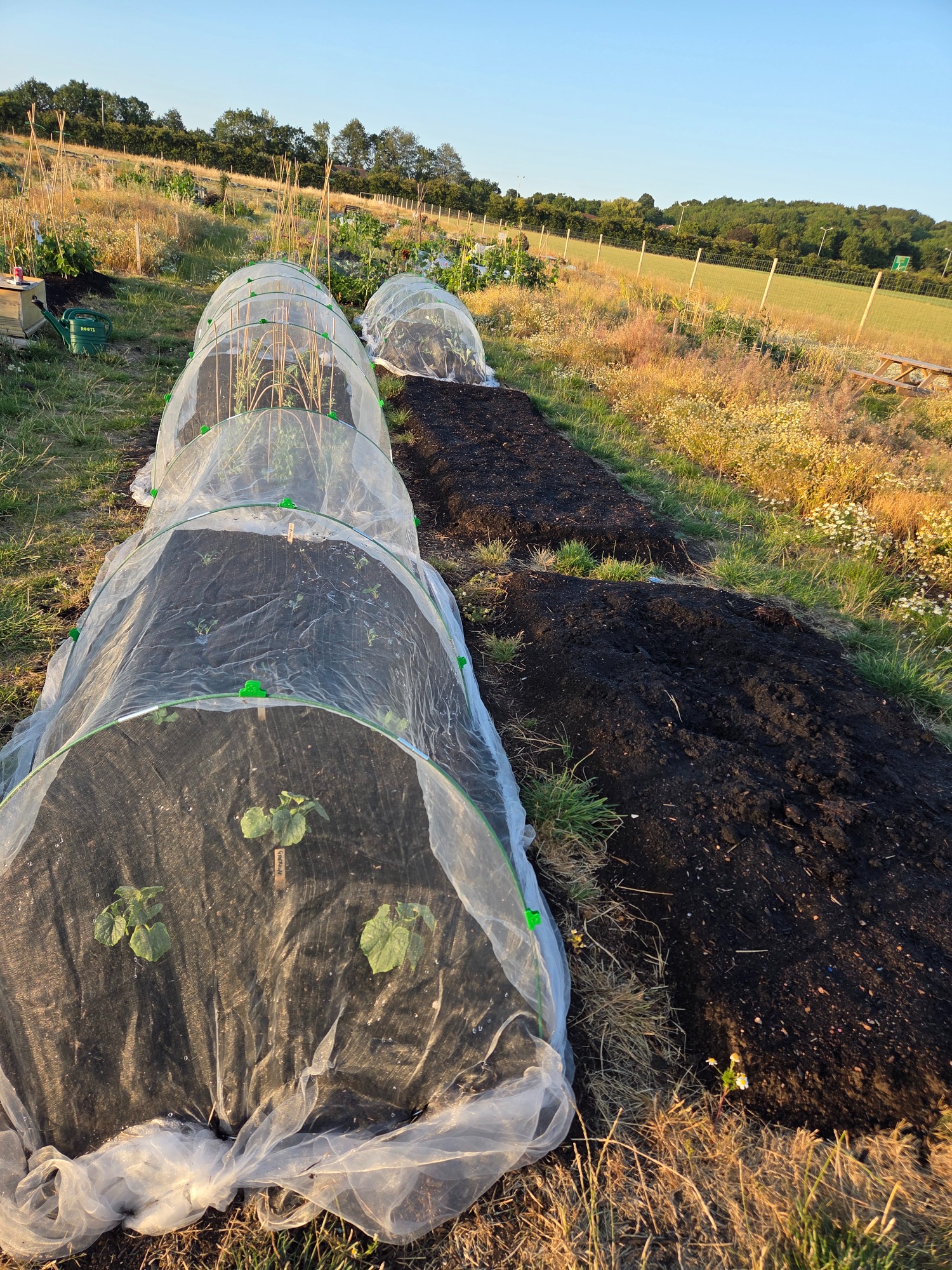 Vegetable beds covered with protective mesh in a field during sunset.