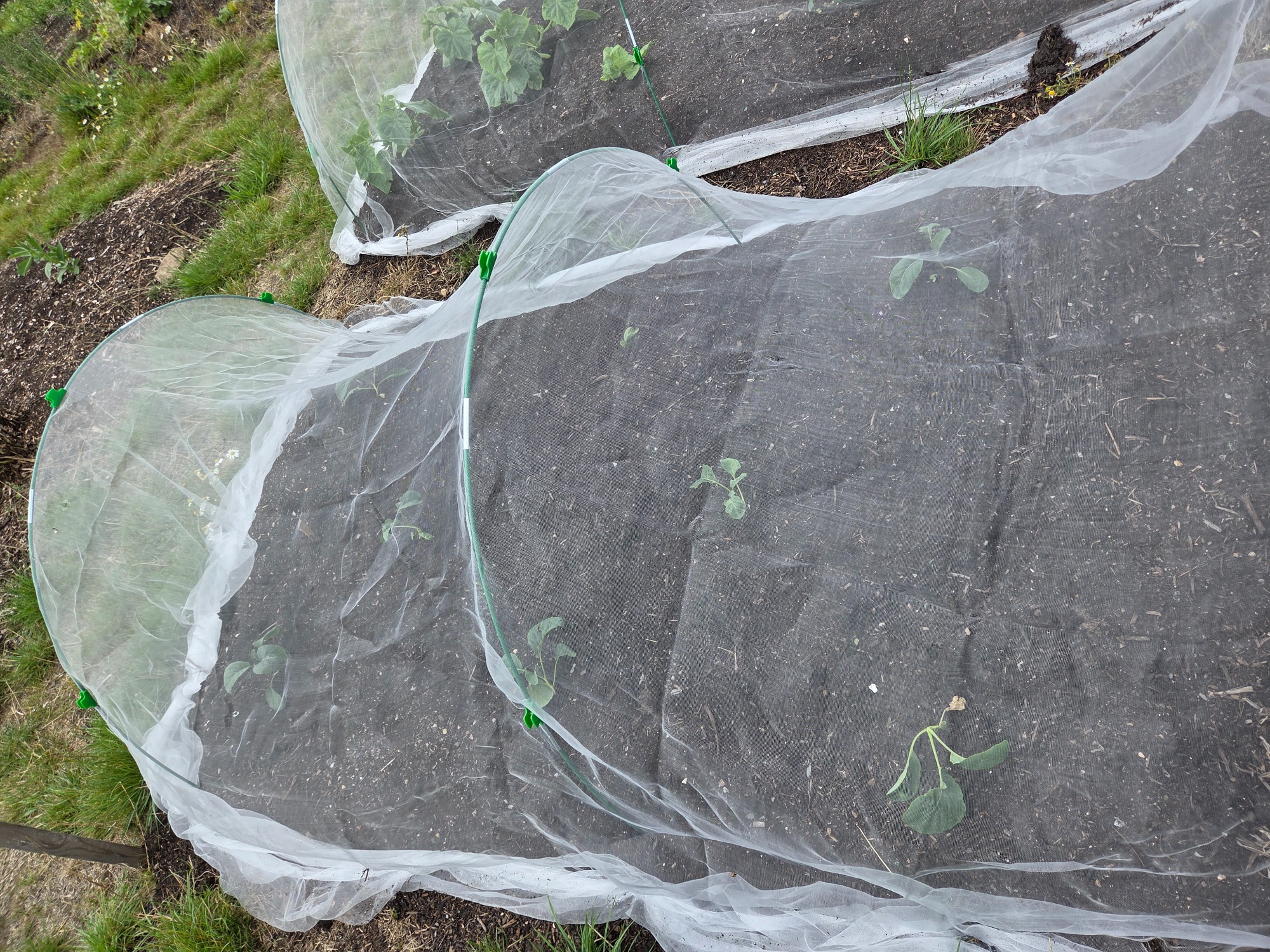 Garden beds covered with protective netting over young plants.