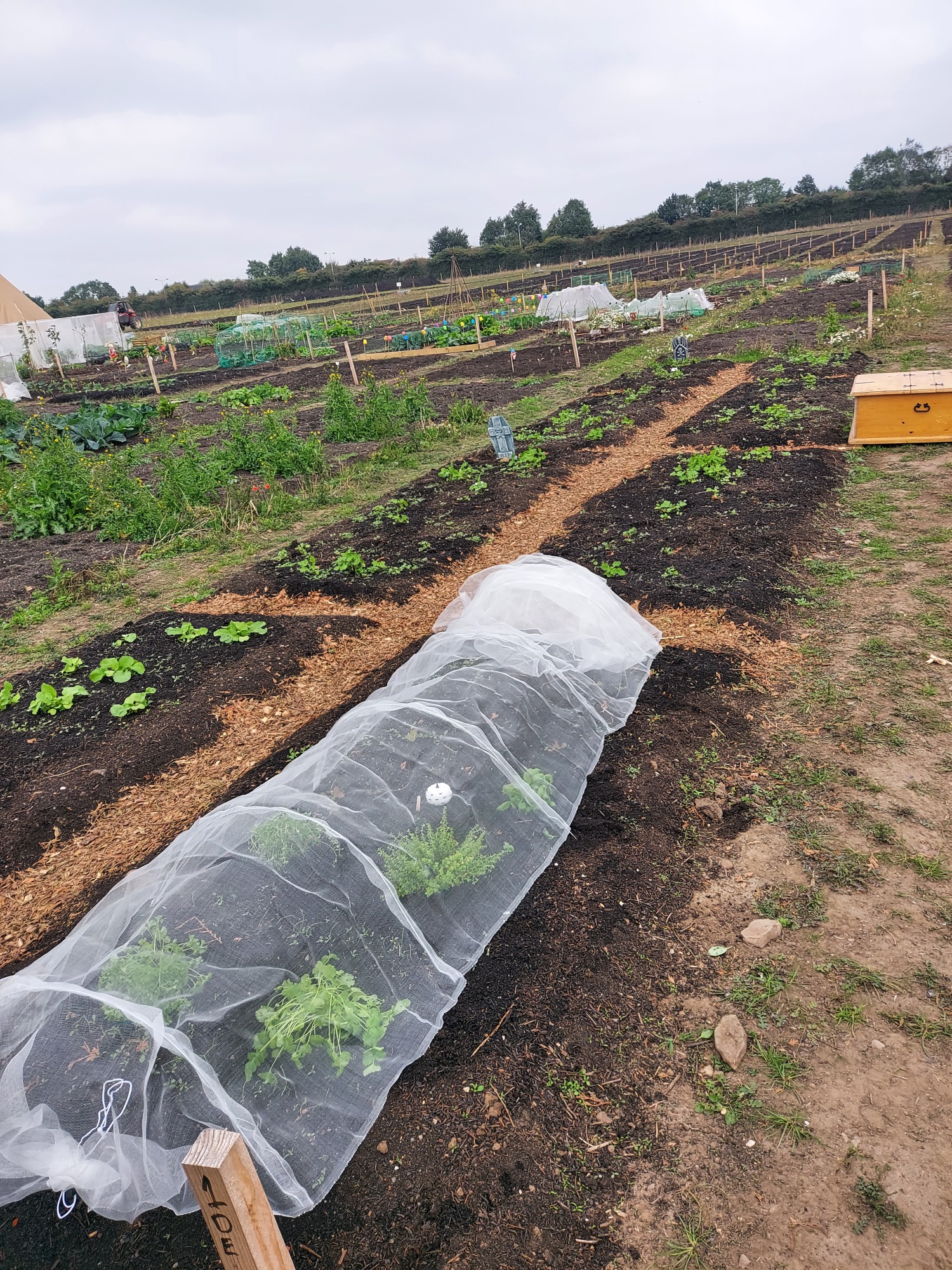 Vegetable garden with protective netting over seedlings in rows.