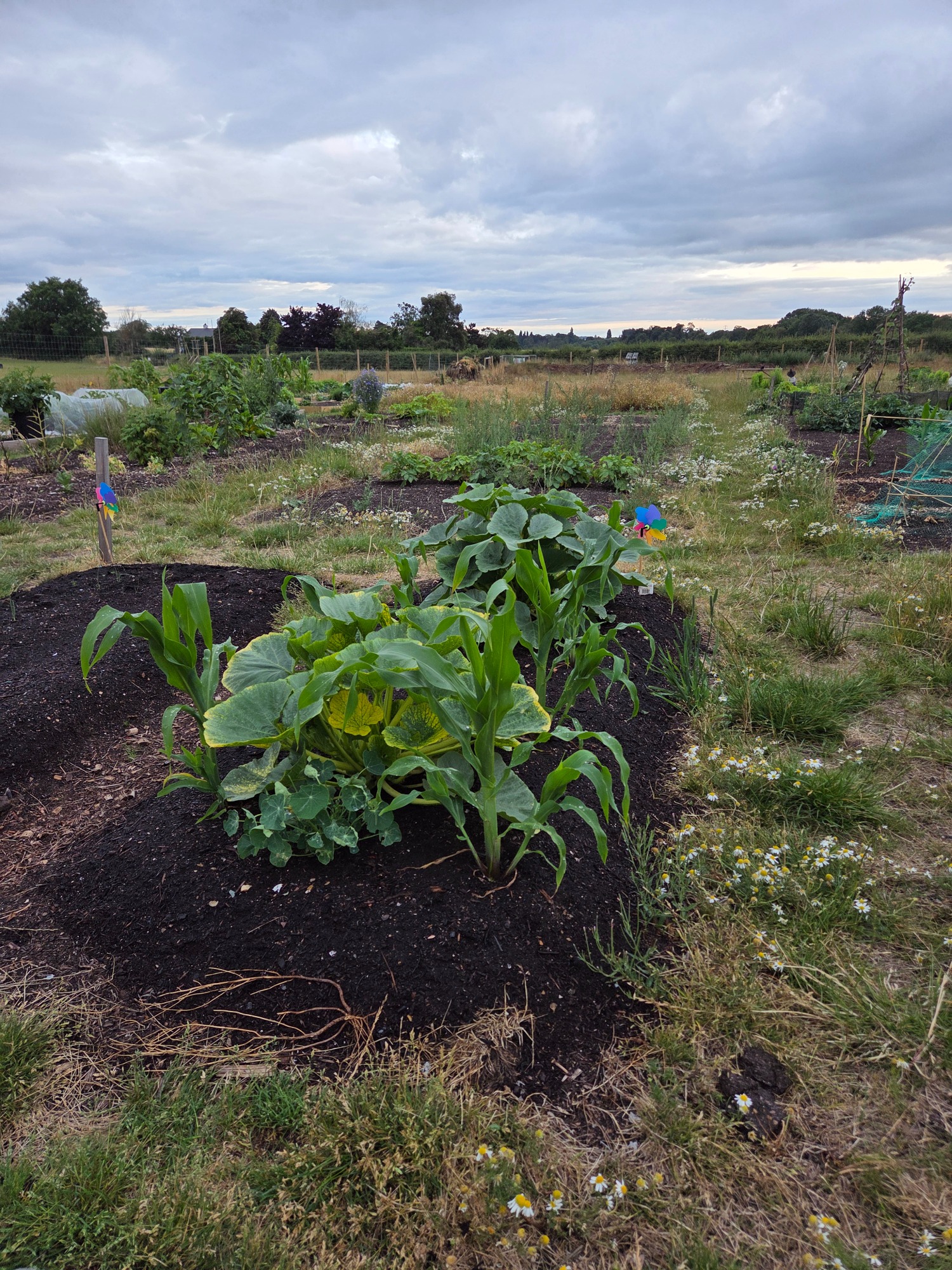 Vegetable garden with corn and squash plants, surrounded by grassy areas and clouds.