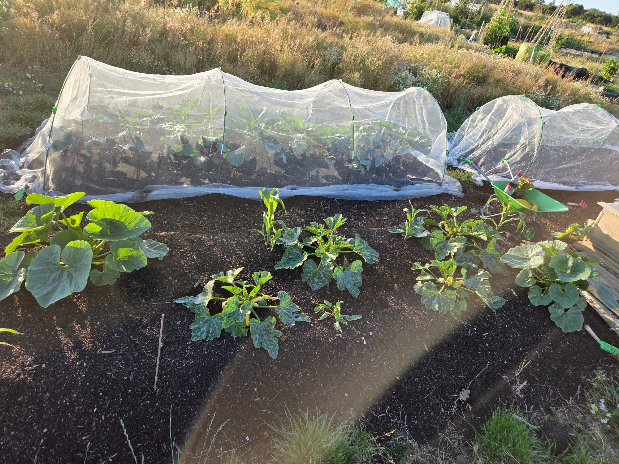 Vegetable garden with rows of plants covered by protective mesh.