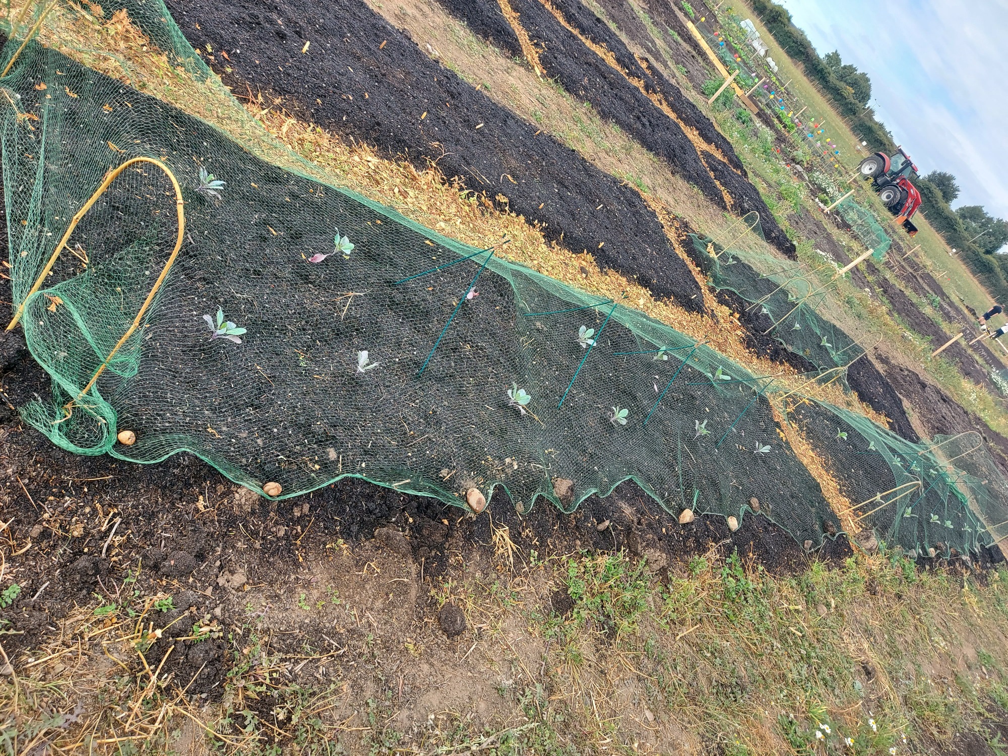 Gardens with rows of plants covered by green netting, against a cloudy sky.