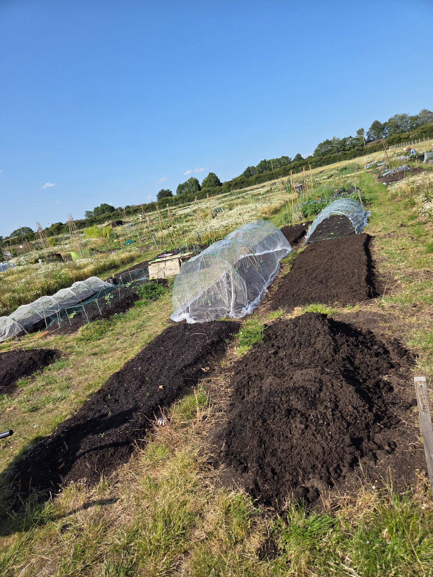 Lush garden beds with protective coverings under a clear blue sky.