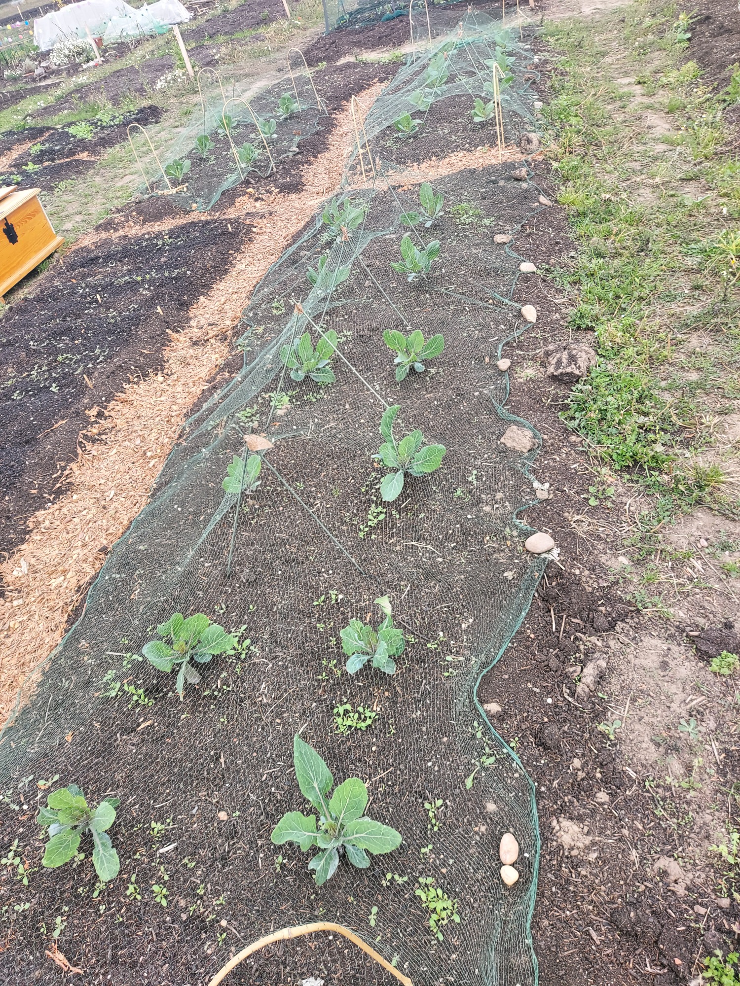 Rows of young plants covered with netting in a garden plot.