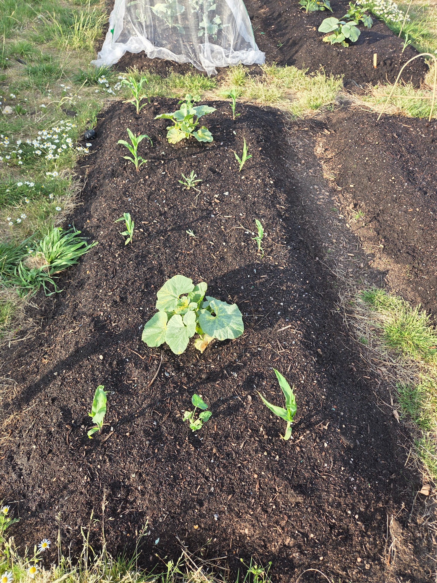 Vegetable garden bed with newly planted crops and a protective cover overhead.