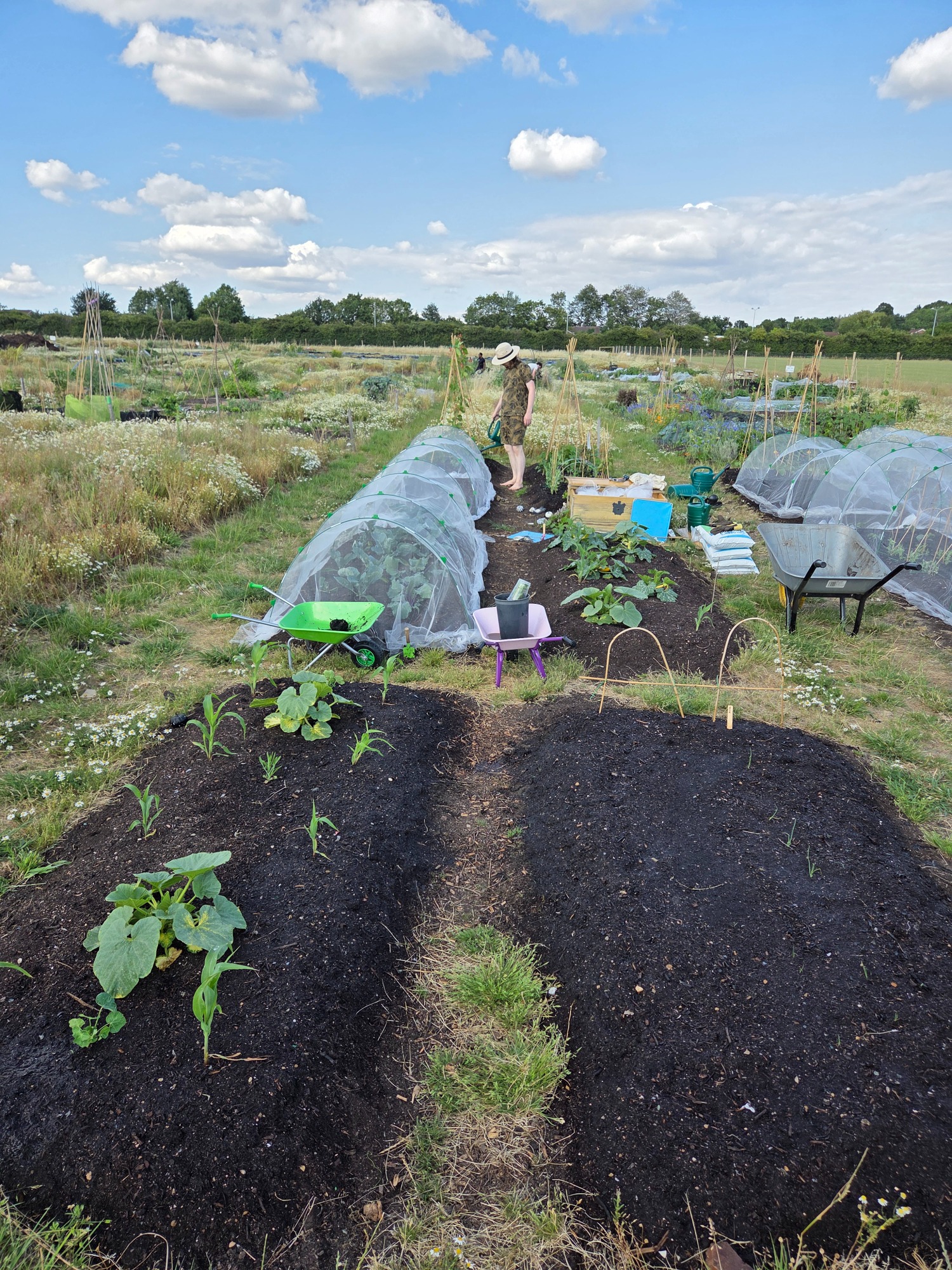 Vegetable garden beds with crops and protective covers under a blue sky.