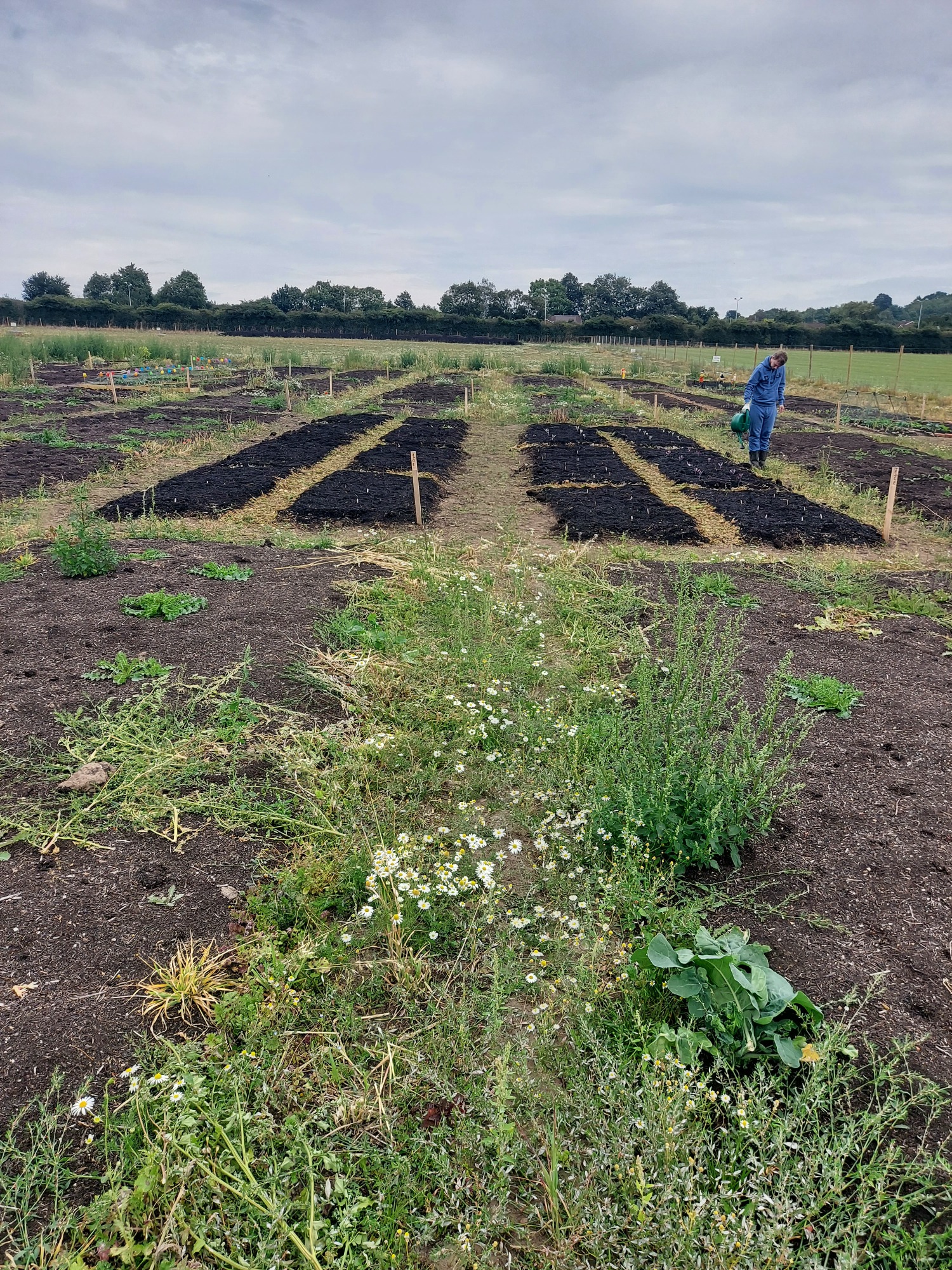 Vegetable plots in a field with a farmer working under a cloudy sky.