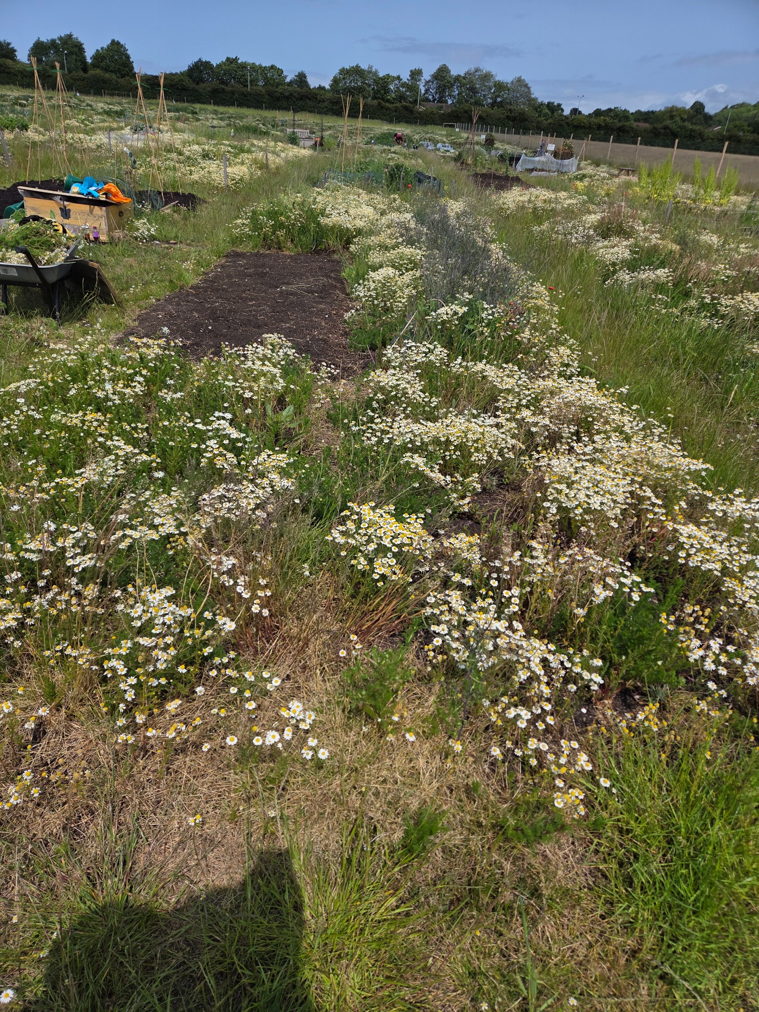 A wide view of a field with wildflowers and some garden patches in sunny weather.