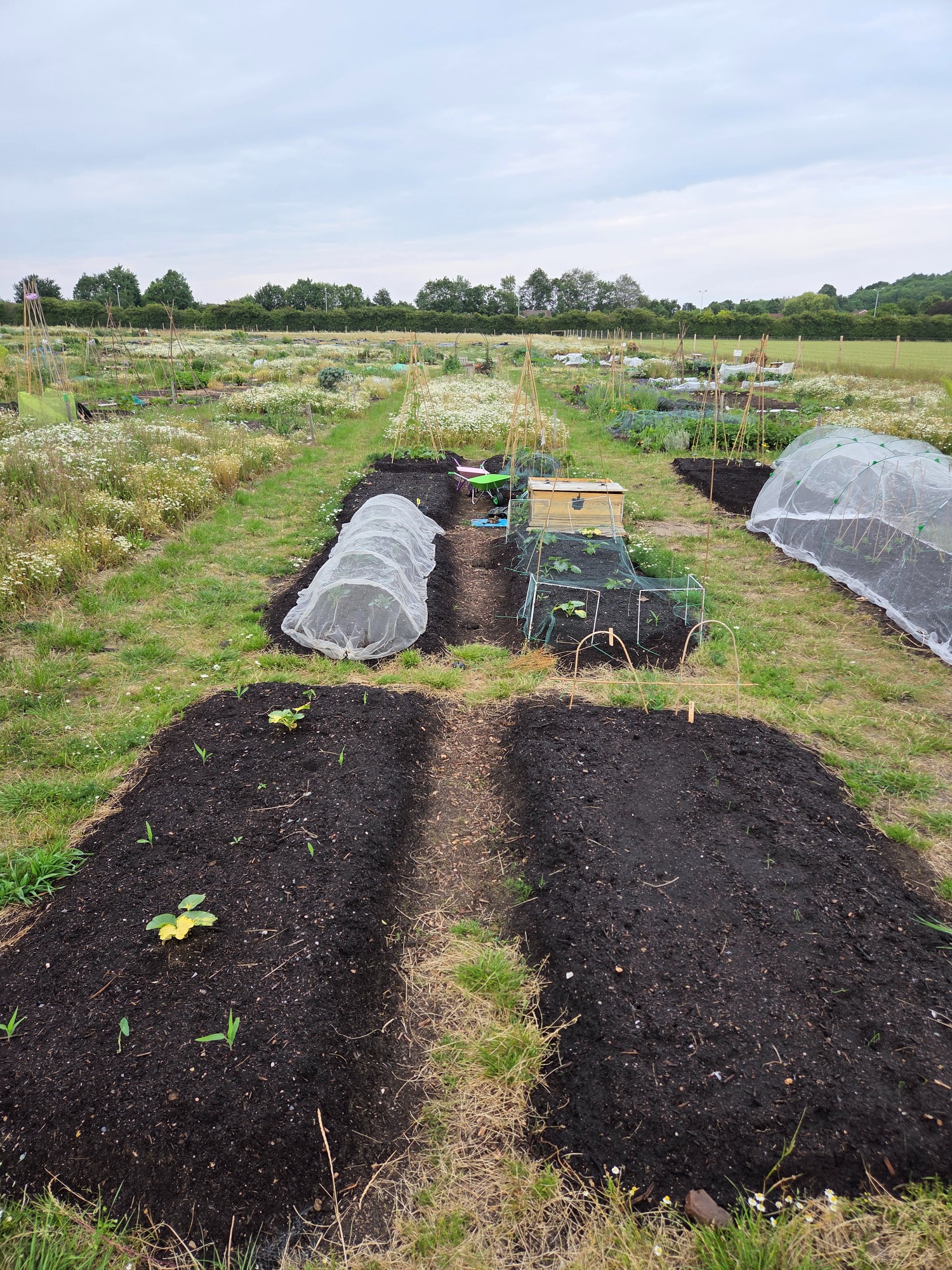 Vegetable garden with neat rows, raised beds, and protective covers.