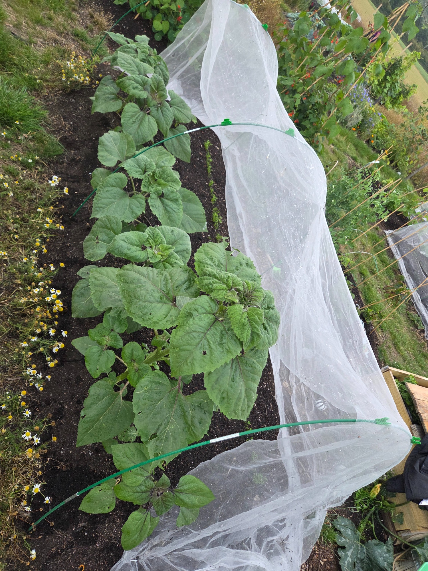 Row of green plants covered with white protective netting in a garden.