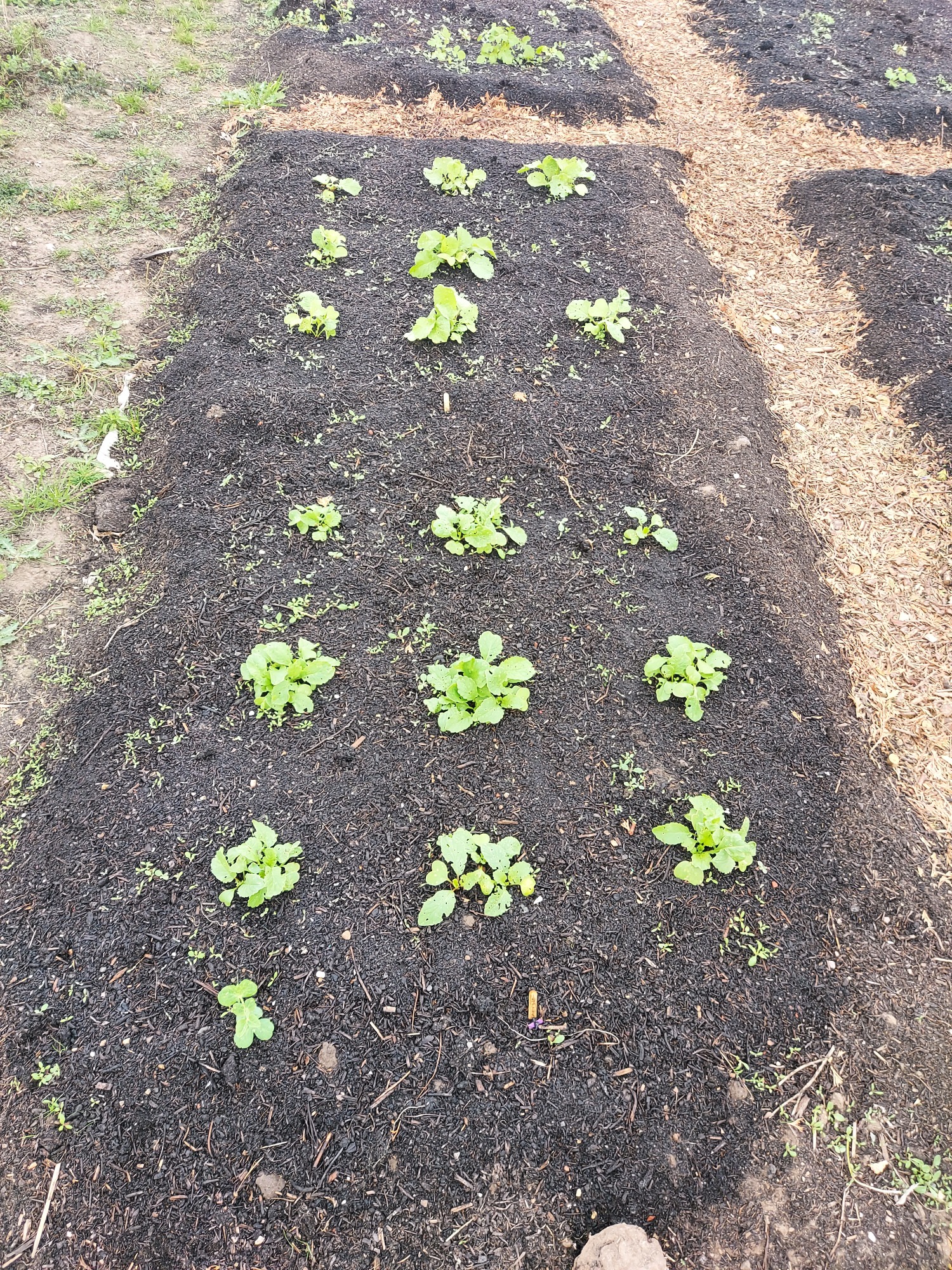 Rows of young green plants growing in dark soil in a garden bed.