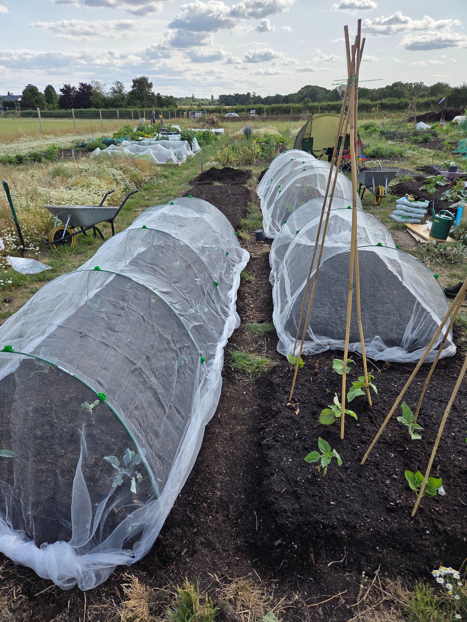 Two rows of covered garden beds with plants and a wheelbarrow in a field.