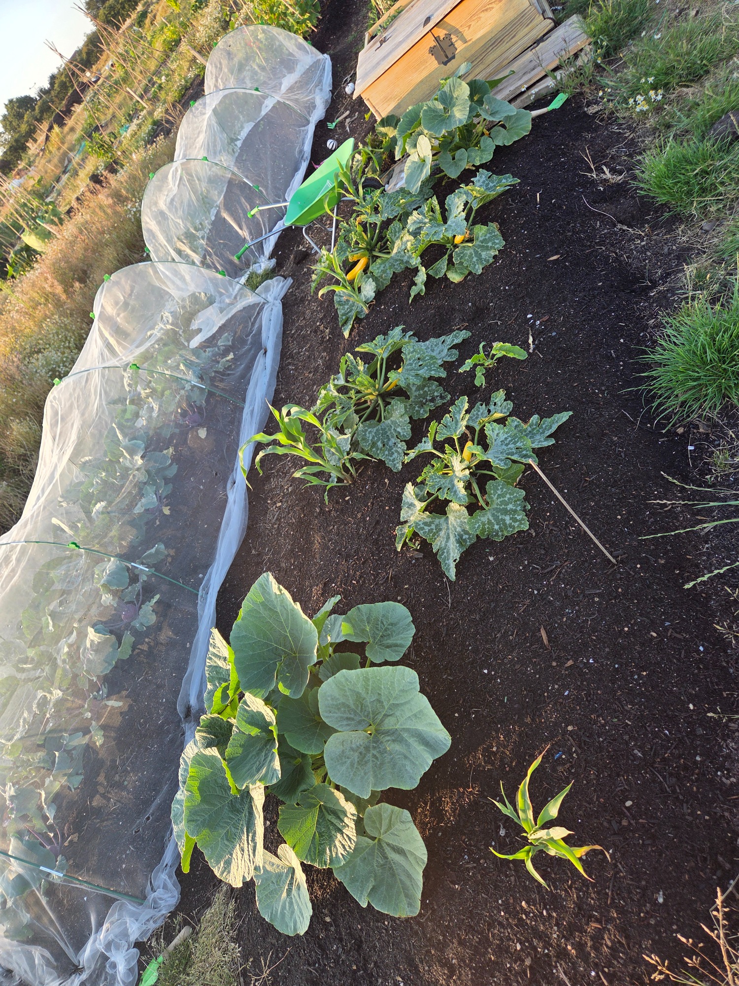 Vegetable garden with green plants, covered rows, and wooden box in a field.