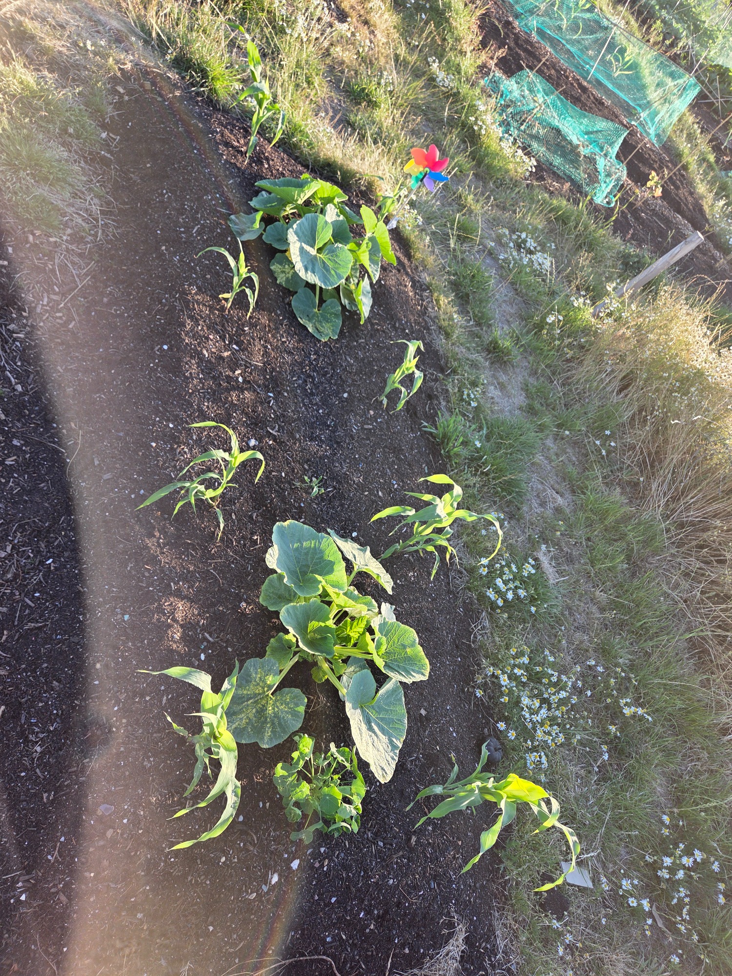 Garden bed with various green plants and vegetables, set in a rural landscape.