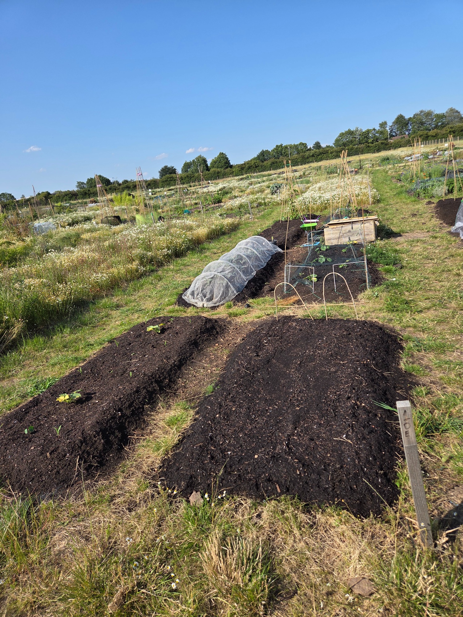 Vegetable beds in a field with various plants and composted soil under a clear blue sky.