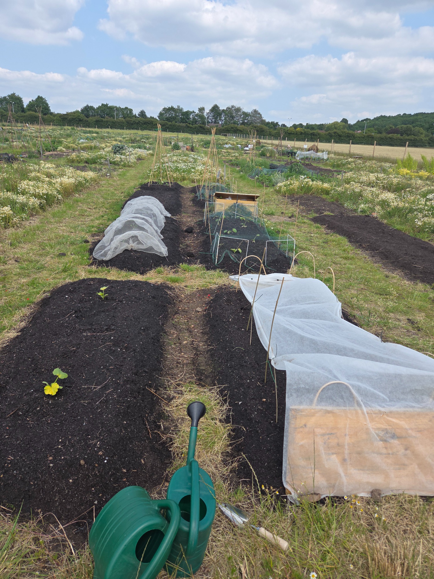 Rows of cultivated garden beds covered with protective fabrics and a watering can nearby.
