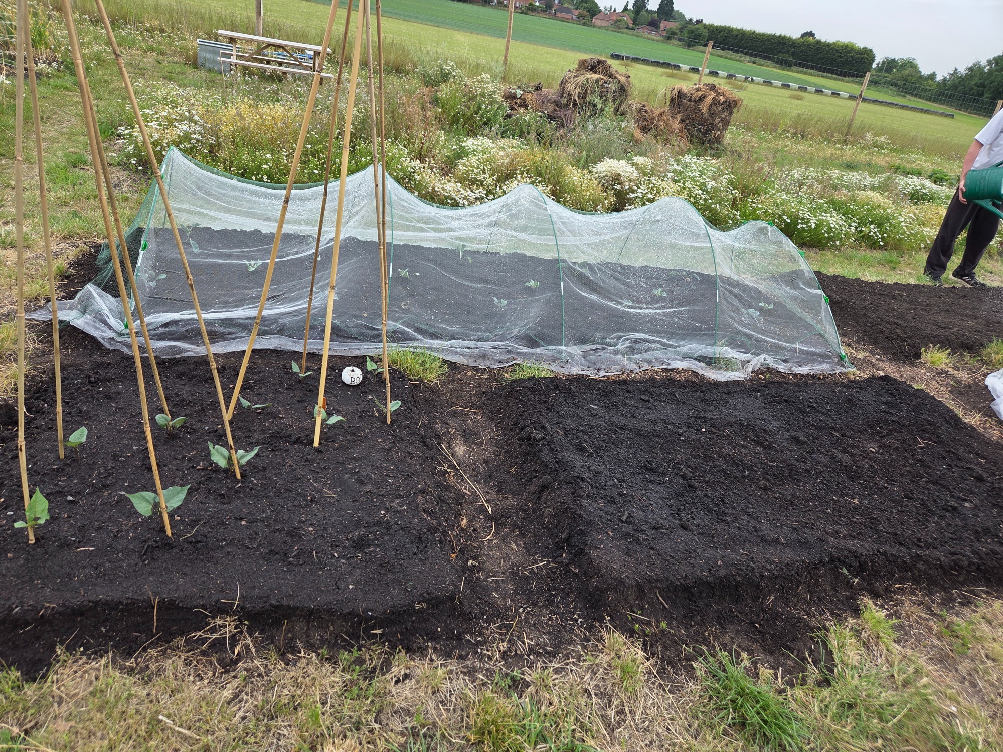 Vegetable garden plot with plants under netting and wooden supports in a rural setting.