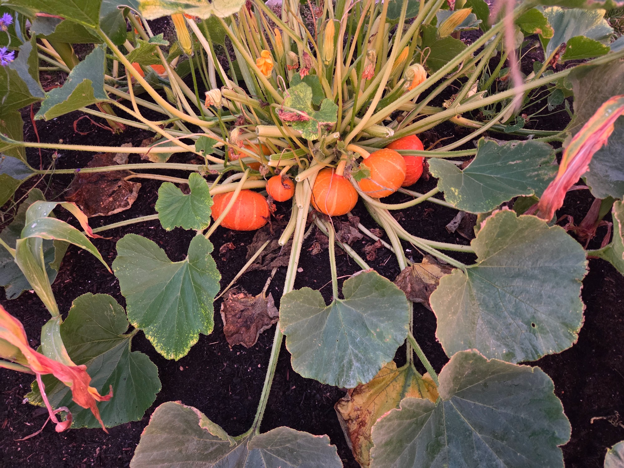 Cluster of small orange pumpkins growing among broad green leaves.
